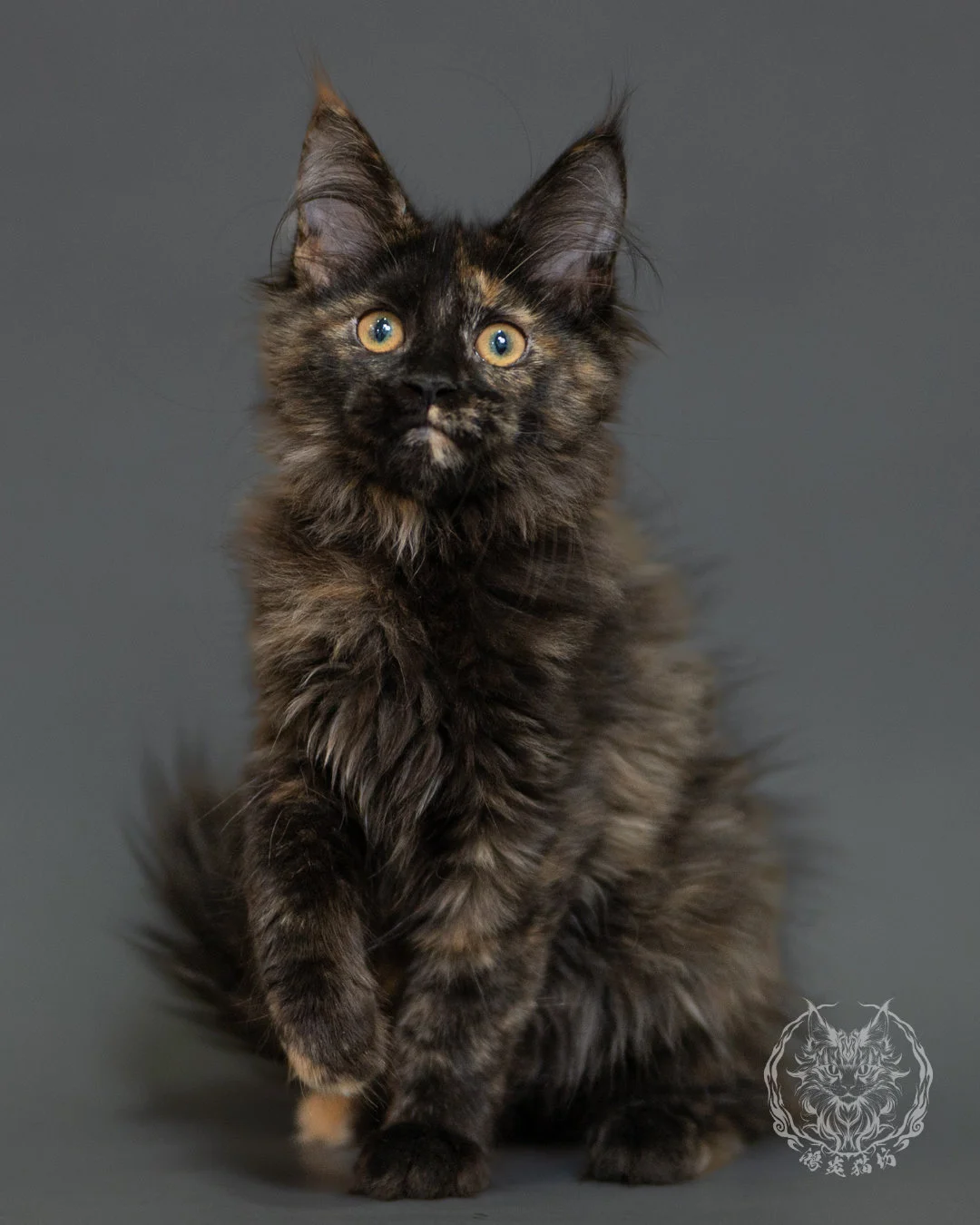 黑玳帽緬因貓 Tortoiseshell Maine Coon 3months Front 5