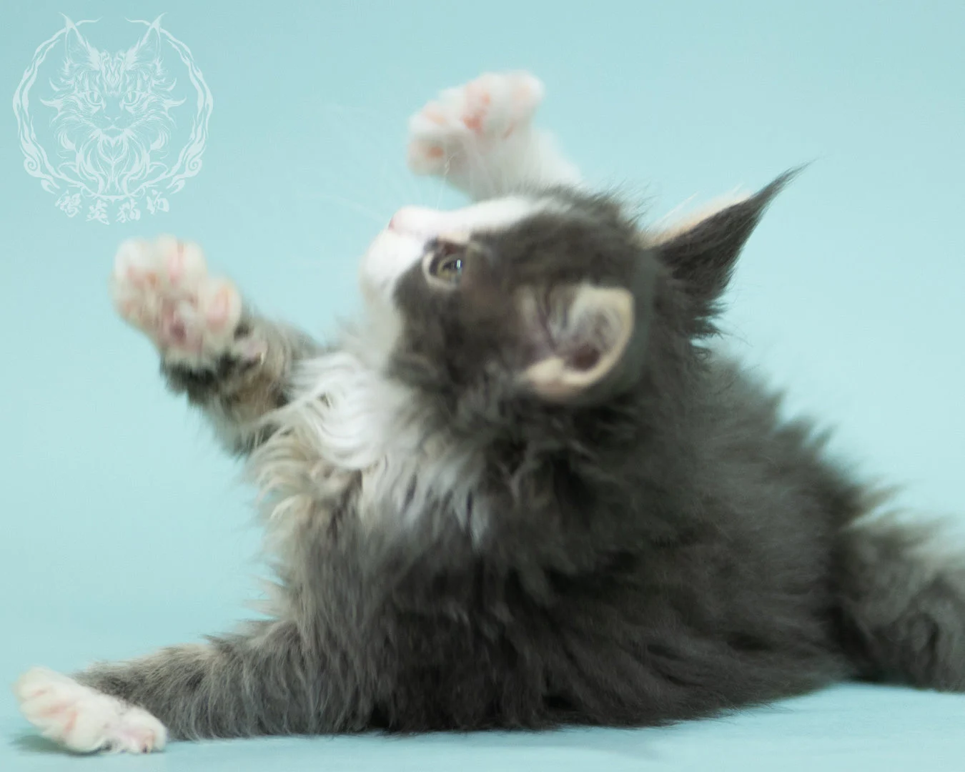 藍白賓士緬因貓 Blue Tabby Bicolor Maine Coon 2months Closeup 22