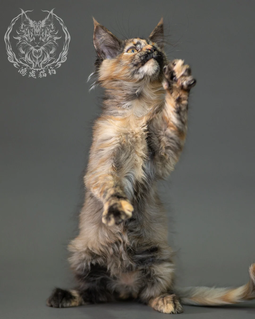 黑煙玳帽緬因貓 Black Smoke Tortie Maine Coon 2months Closeup 9