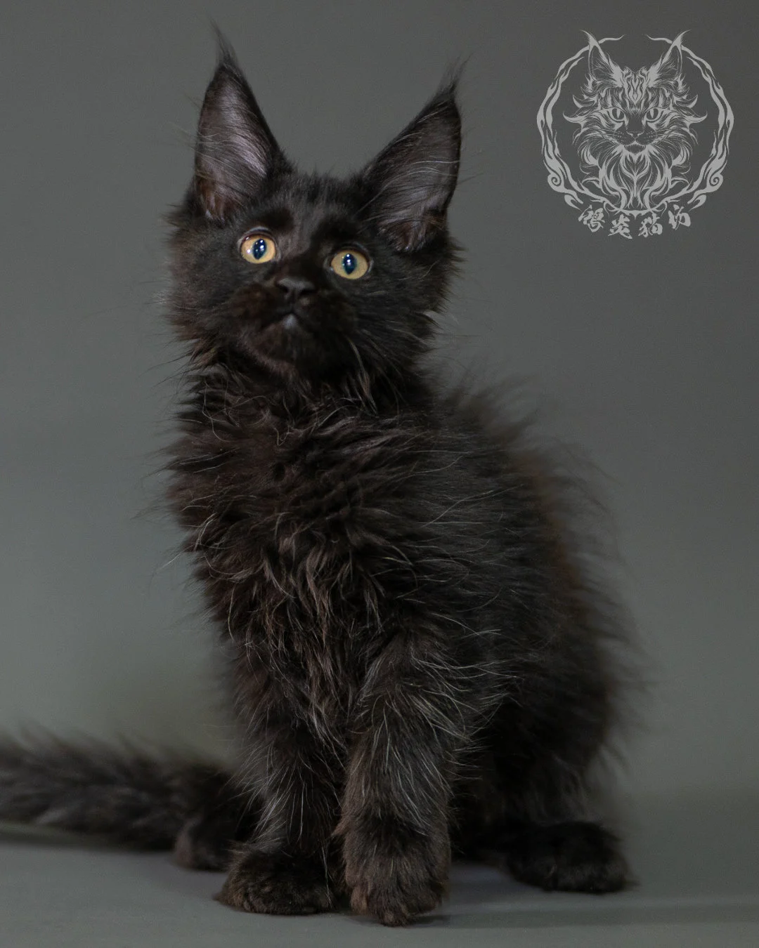 黑色緬因貓 Black Maine Coon 2months Closeup 11