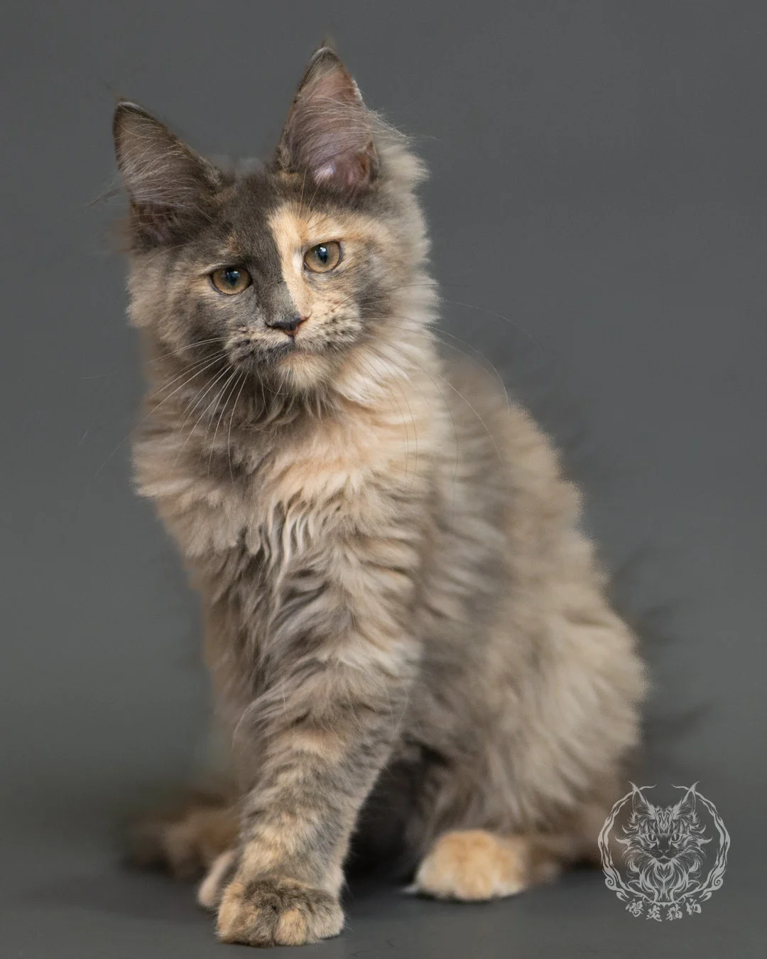 藍乳玳帽緬因貓 Blue Cream Tortie Maine Coon 3months Record 10