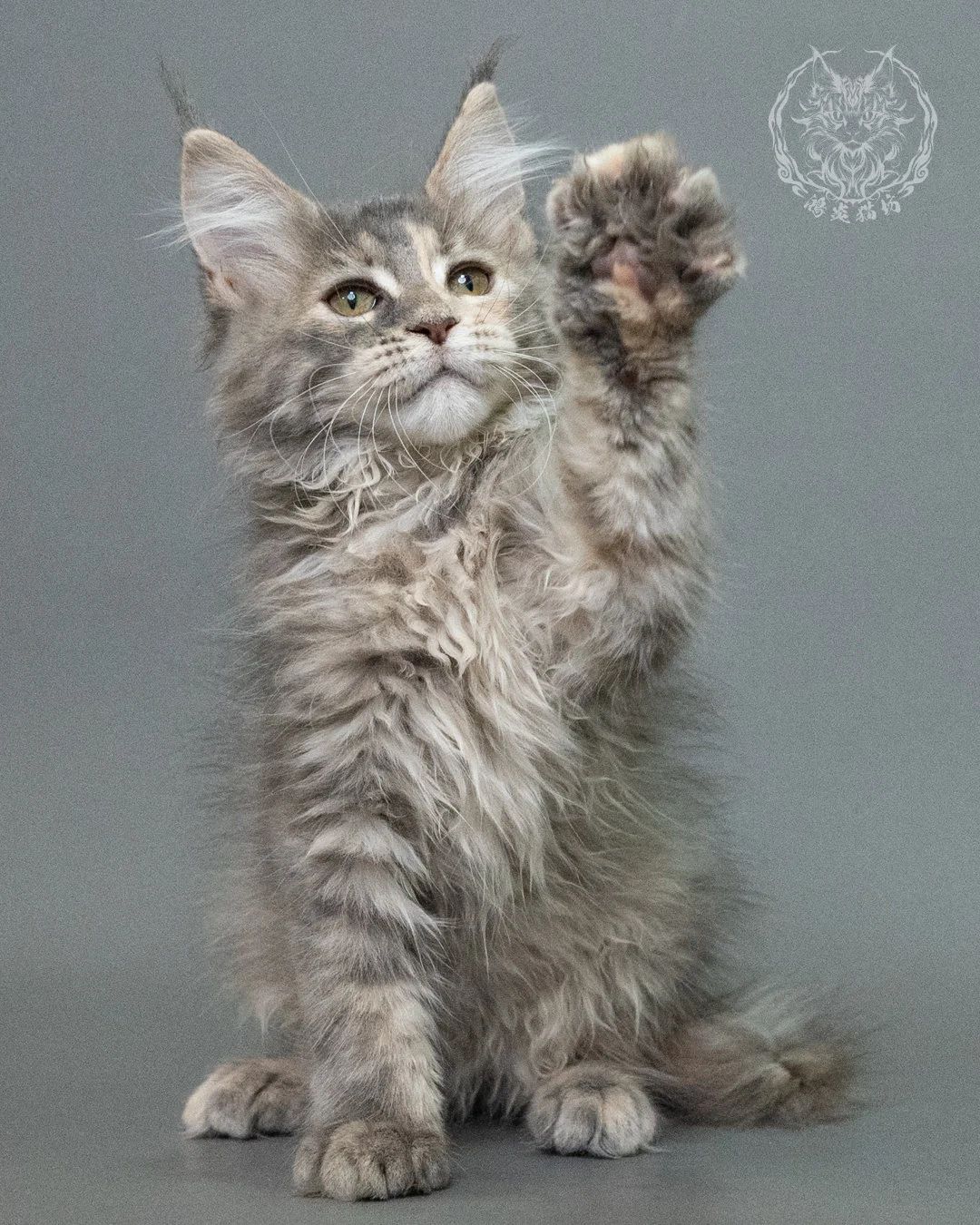 藍乳虎斑緬因貓 Blue Cream Tabby Maine Coon 3months Closeup 12