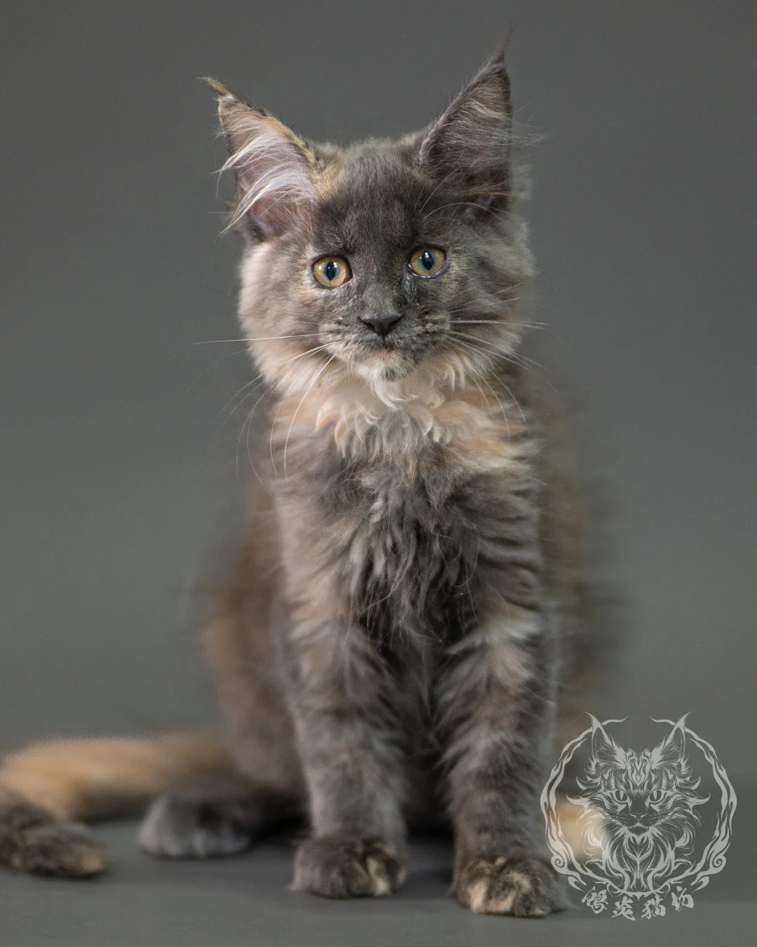 藍乳玳帽緬因貓 Blue Cream Calico Maine Coon 2months Closeup 6