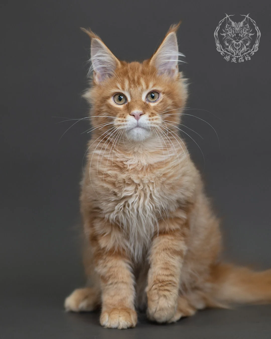 紅虎斑緬因貓 Red Tabby Maine Coon 4halfmonths Cattery Taichung 2