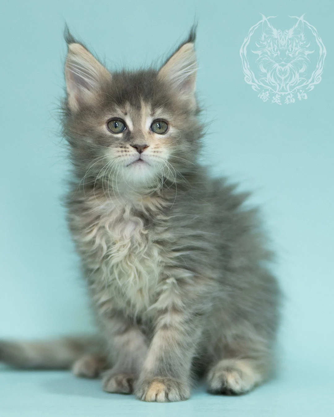 藍乳虎斑緬因貓 Blue Cream Tabby Maine Coon 2months Reachout 13