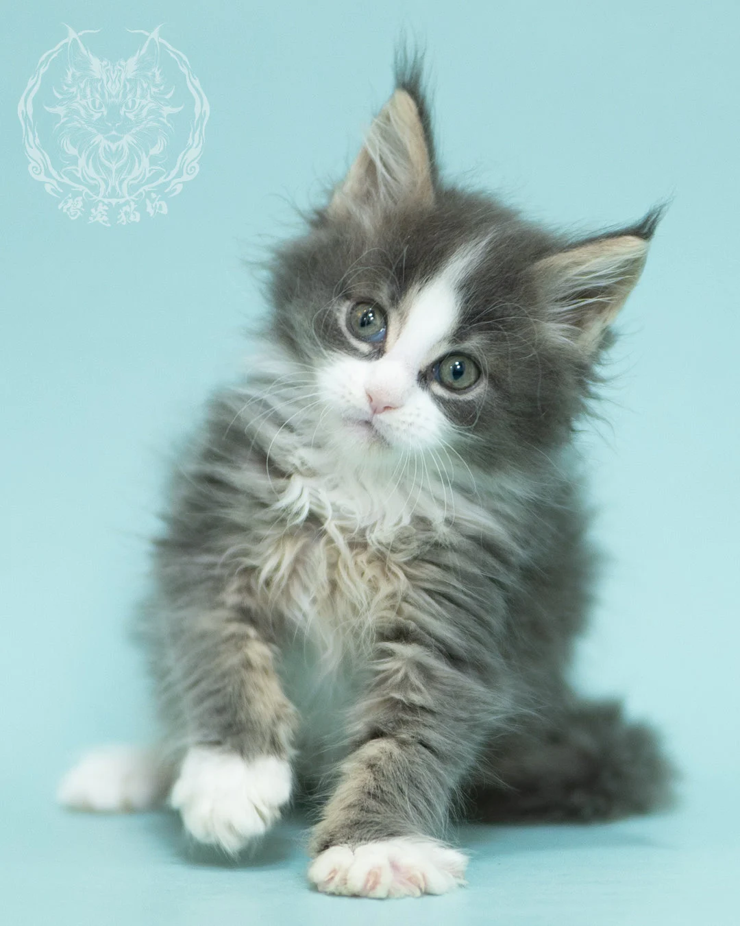 藍白賓士緬因貓 Blue Tabby Bicolor Maine Coon 2months Closeup 10