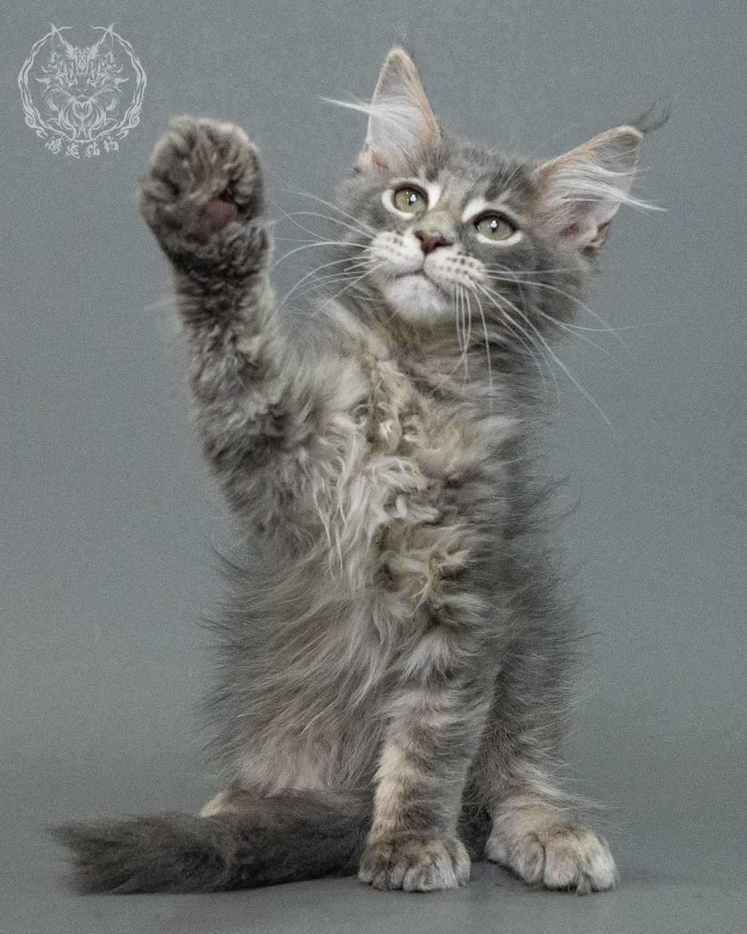 藍虎斑緬因貓 Blue Tabby Maine Coon 3months Closeup 2