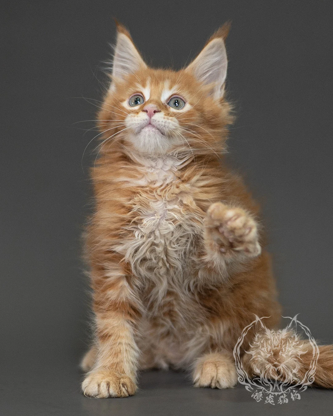 紅虎斑緬因貓 Red Tabby Maine Coon 2months Closeup 4