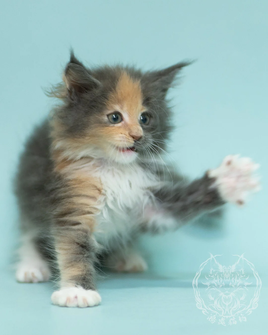 藍乳玳帽緬因貓 Blue Cream Tortie Maine Coon 2months Sidepose 1