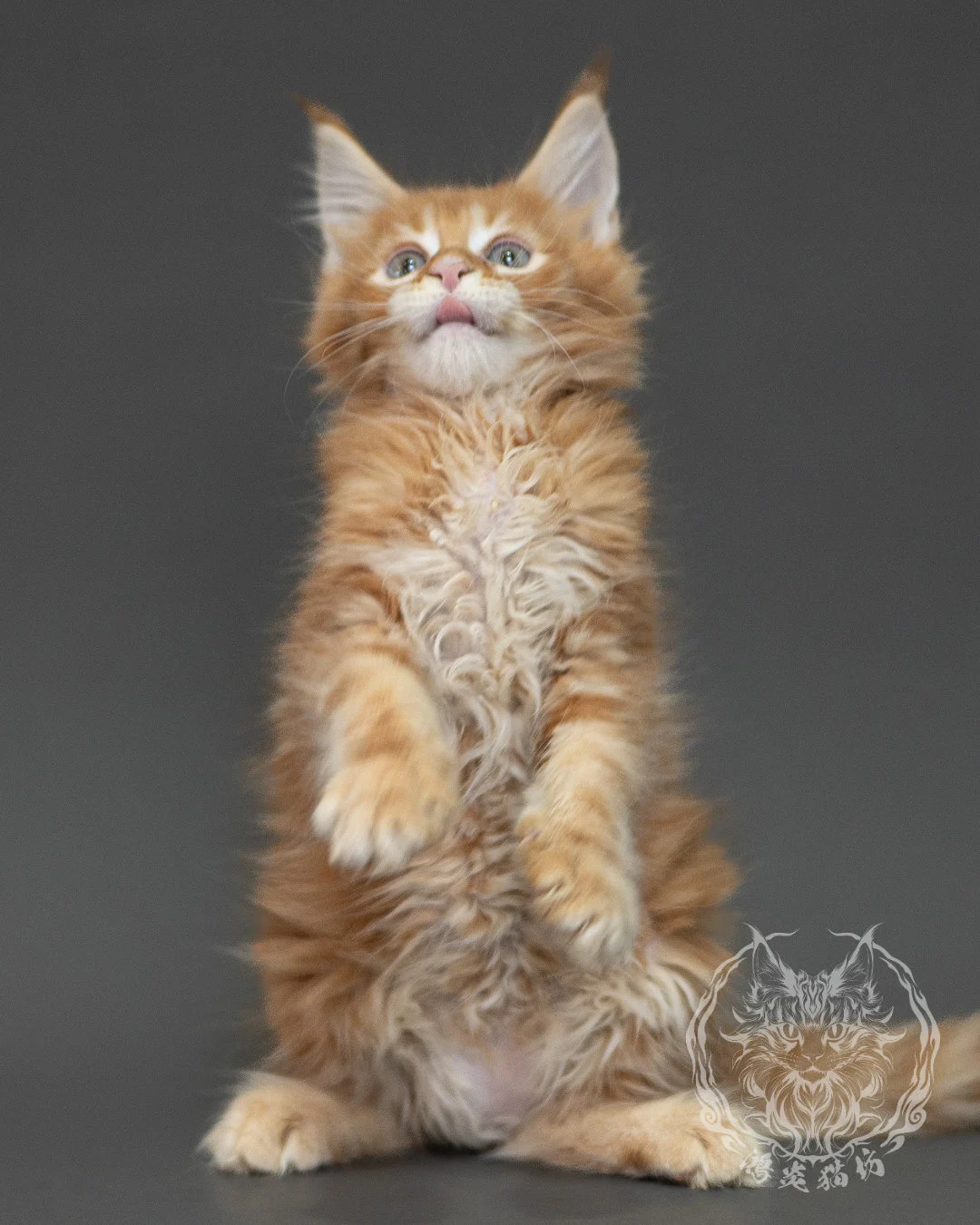 紅虎斑緬因貓 Red Tabby Maine Coon 2months Closeup 5