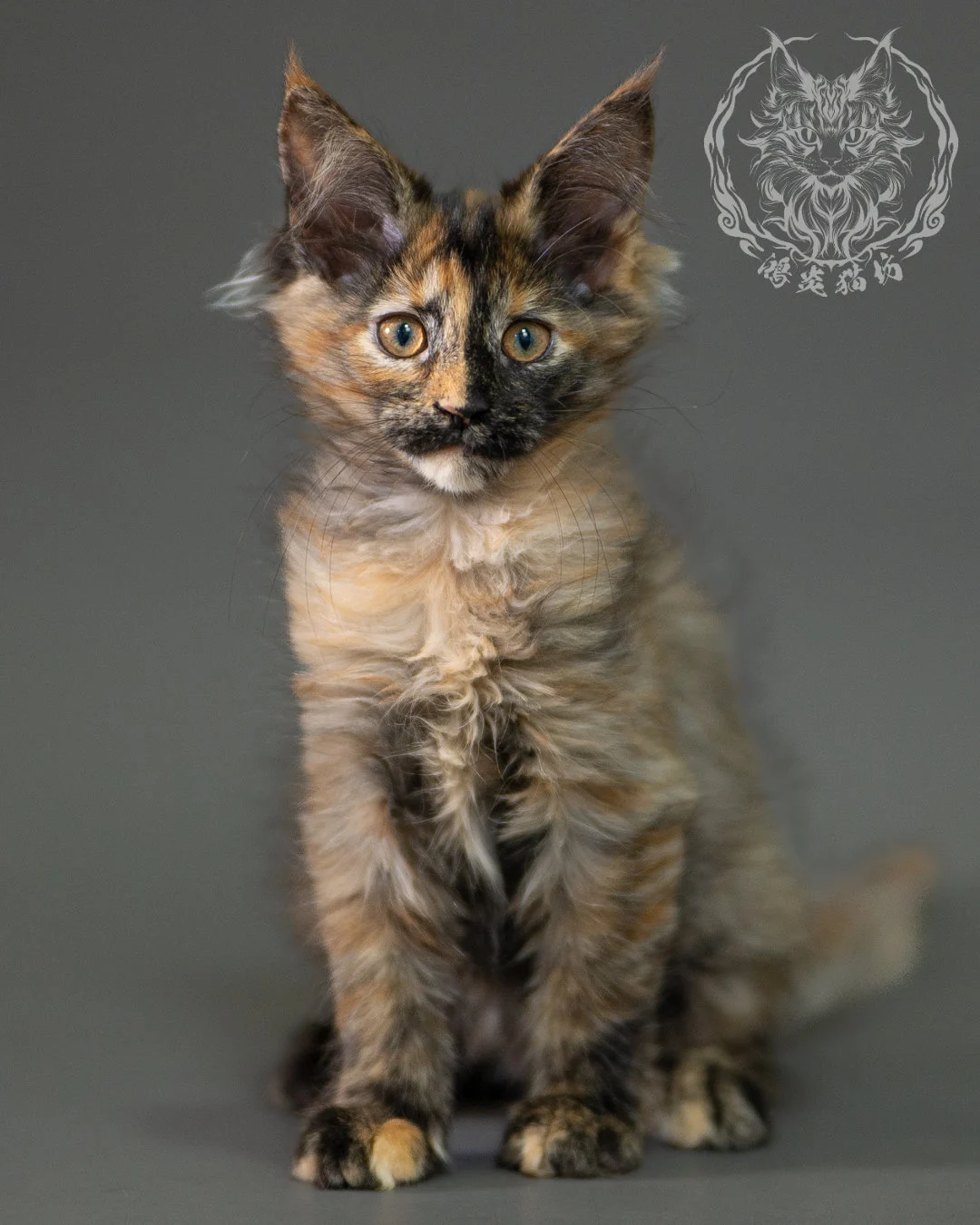 黑煙玳帽緬因貓 Black Smoke Tortie Maine Coon 2months Closeup 2