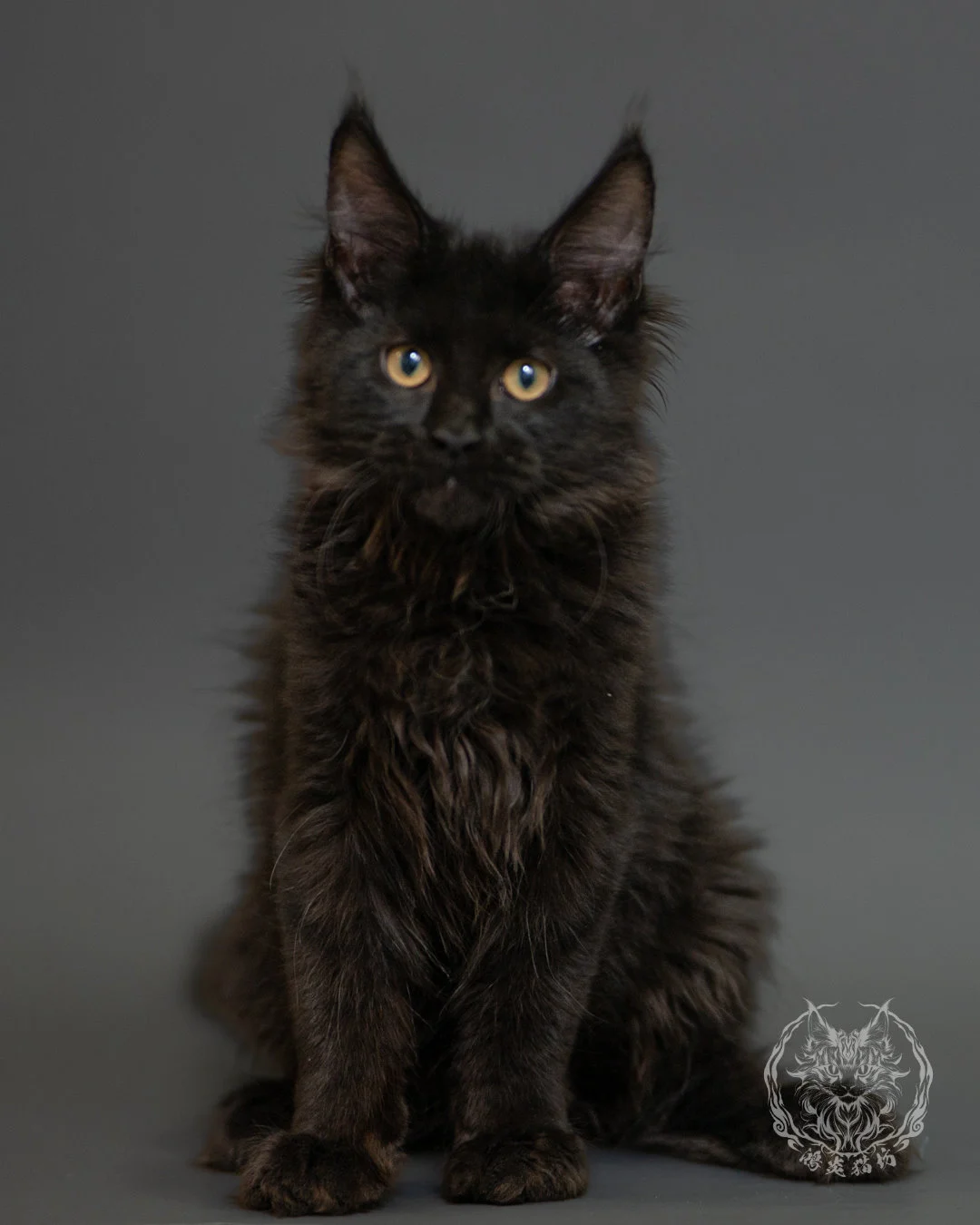 黑色緬因貓 Black Maine Coon 3months Record 11
