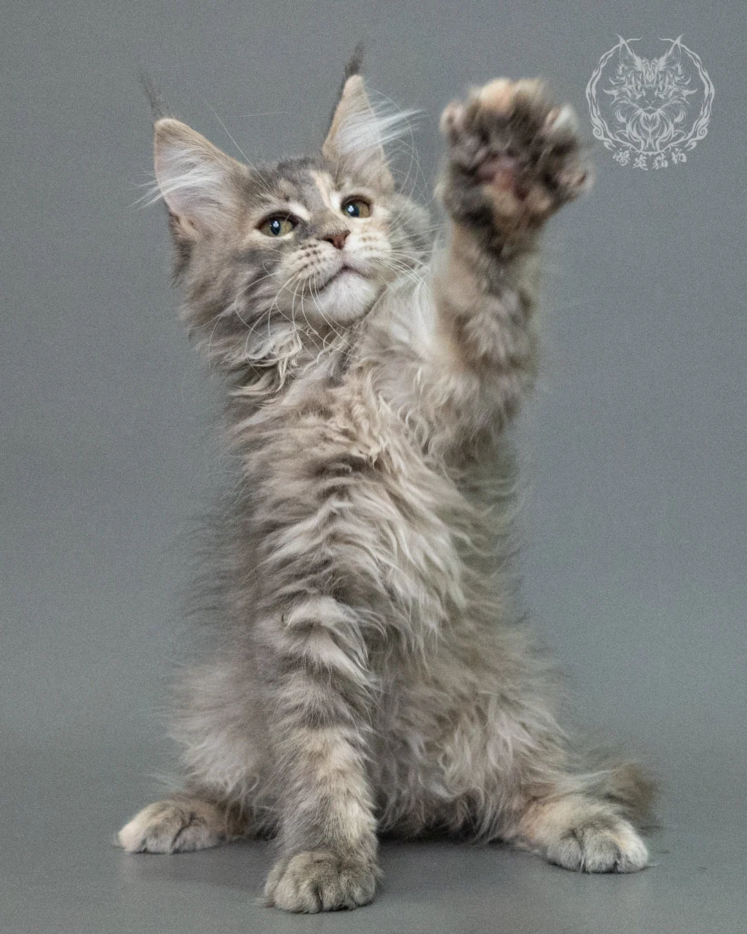 藍乳虎斑緬因貓 Blue Cream Tabby Maine Coon 3months Closeup 10