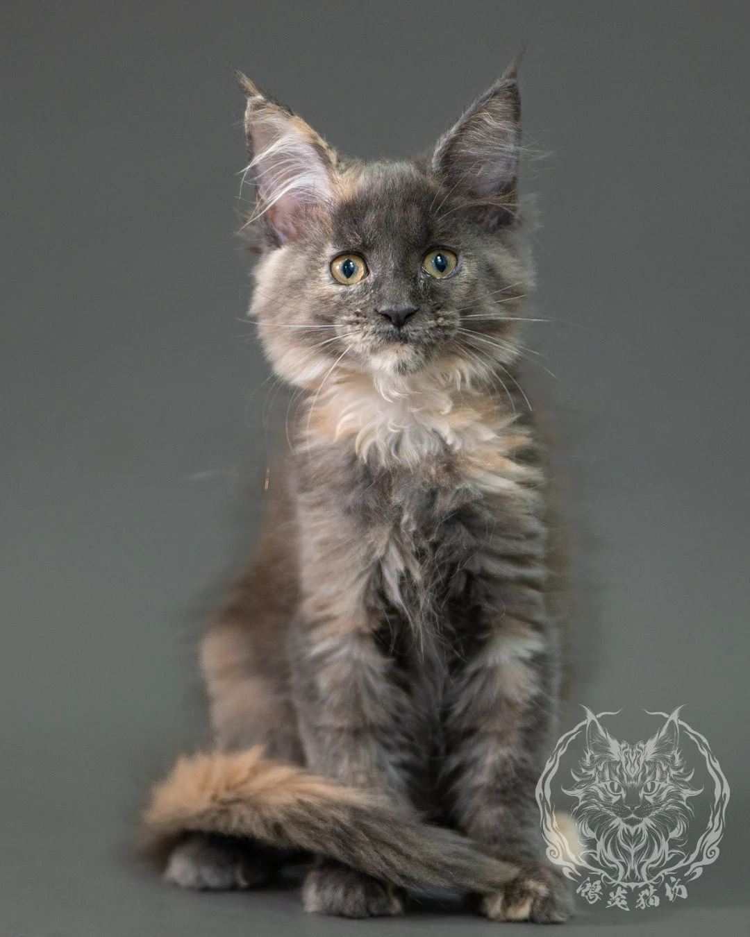 藍乳玳帽緬因貓 Blue Cream Calico Maine Coon 2months Closeup 2