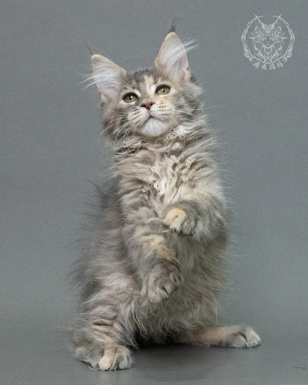 藍乳虎斑緬因貓 Blue Cream Tabby Maine Coon 3months Closeup 6