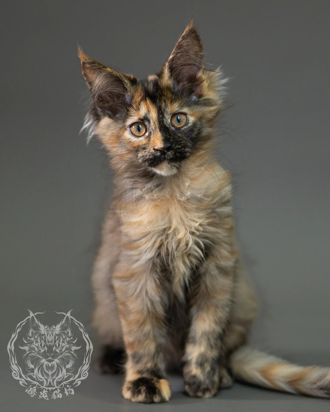 黑煙玳帽緬因貓 Black Smoke Tortie Maine Coon 2months Closeup 8