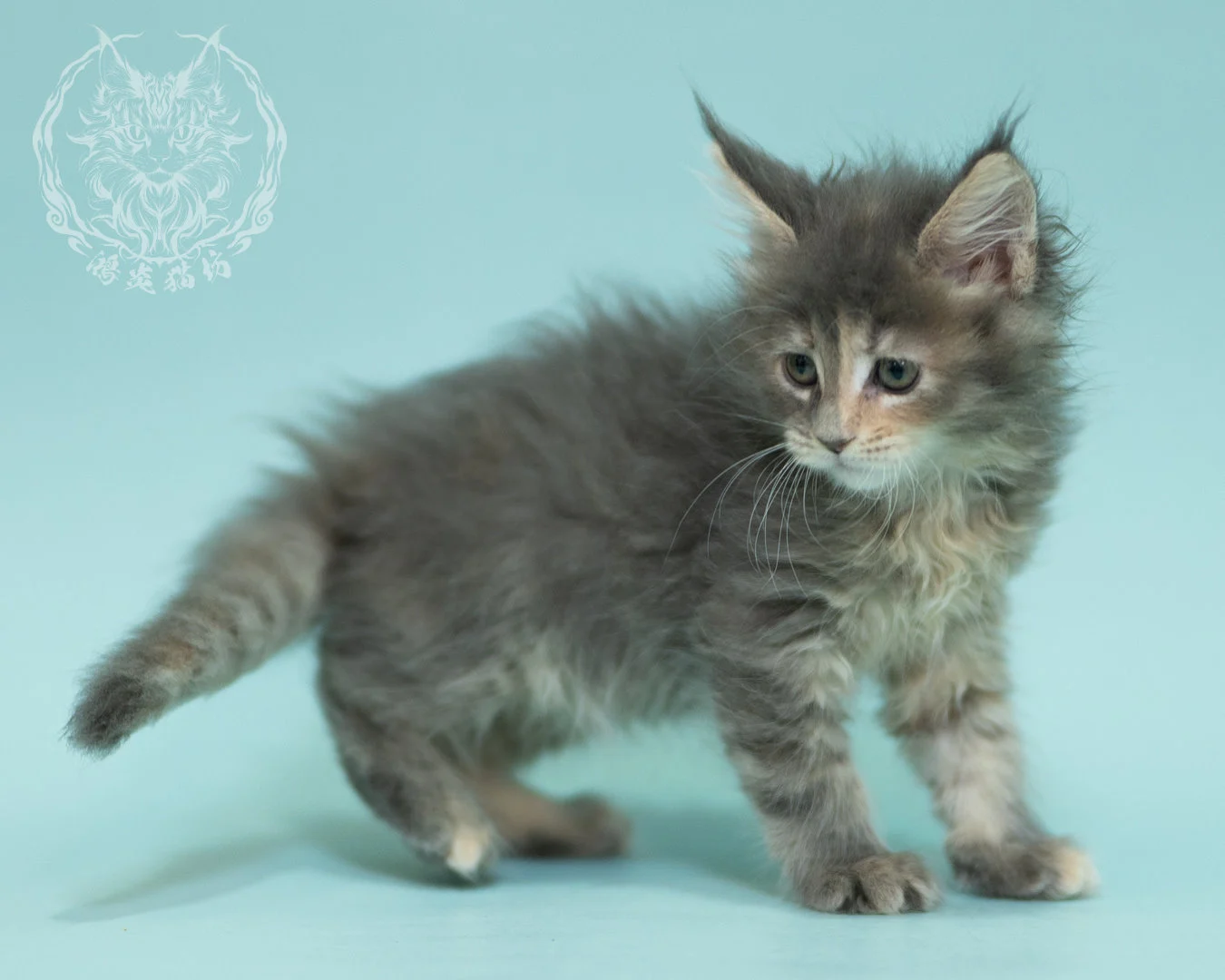 藍乳虎斑緬因貓 Blue Cream Tabby Maine Coon 2months Reachout 18