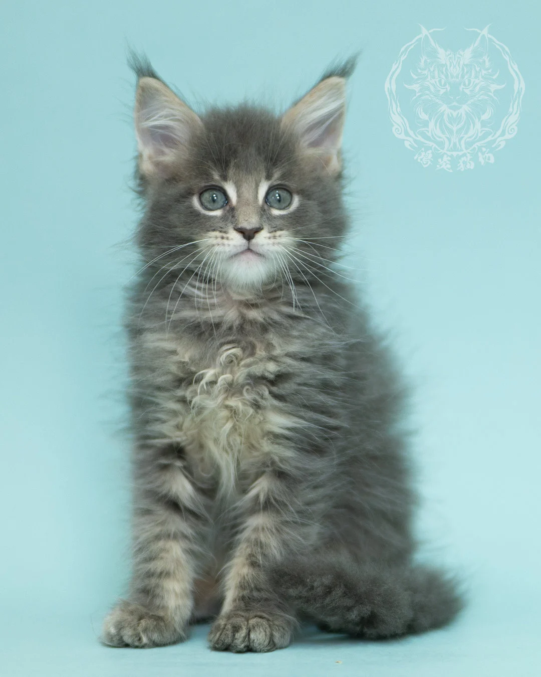 藍虎斑緬因貓 Blue Tabby Maine Coon 2months Sideview 5