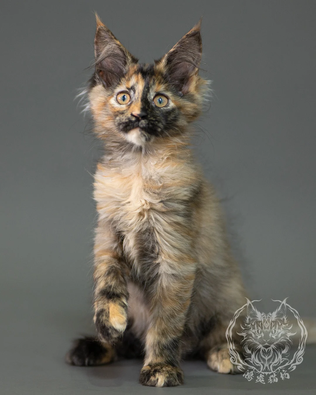 黑煙玳帽緬因貓 Black Smoke Tortie Maine Coon 2months Closeup 14