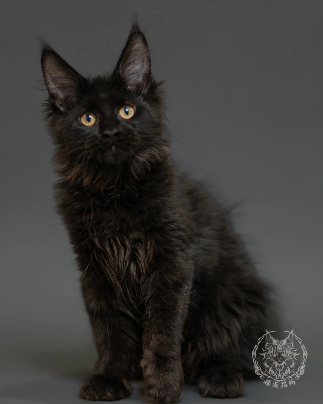 黑色緬因貓 Black Maine Coon 3months Record 5