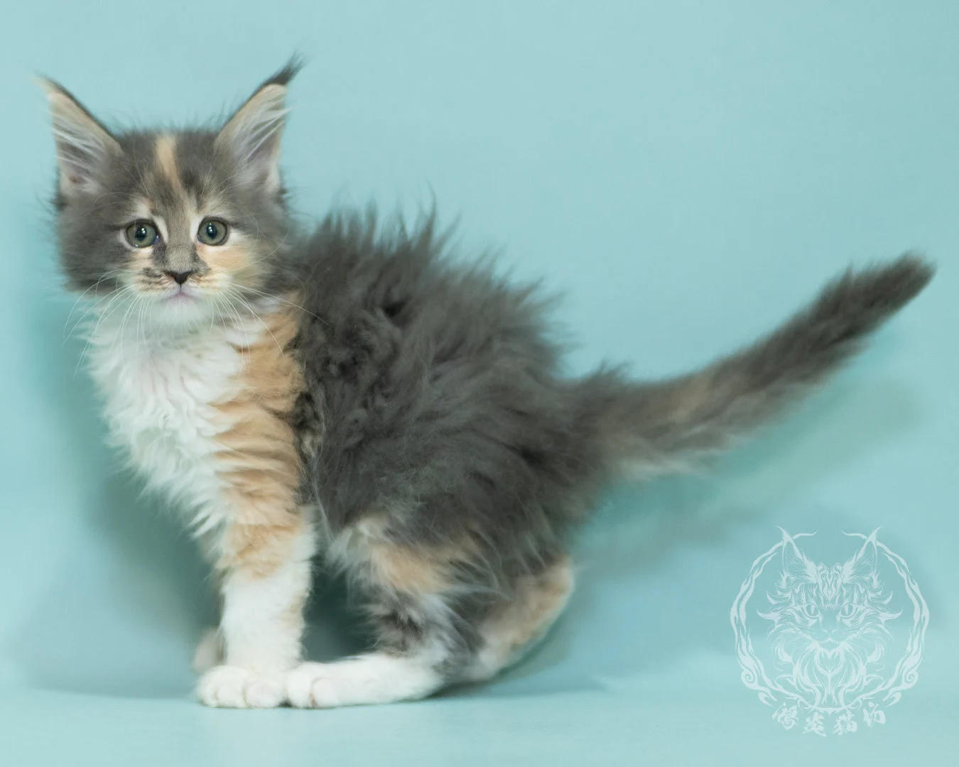 藍乳玳帽緬因貓 Blue Cream Tortie Maine Coon 2months Sidepose 19