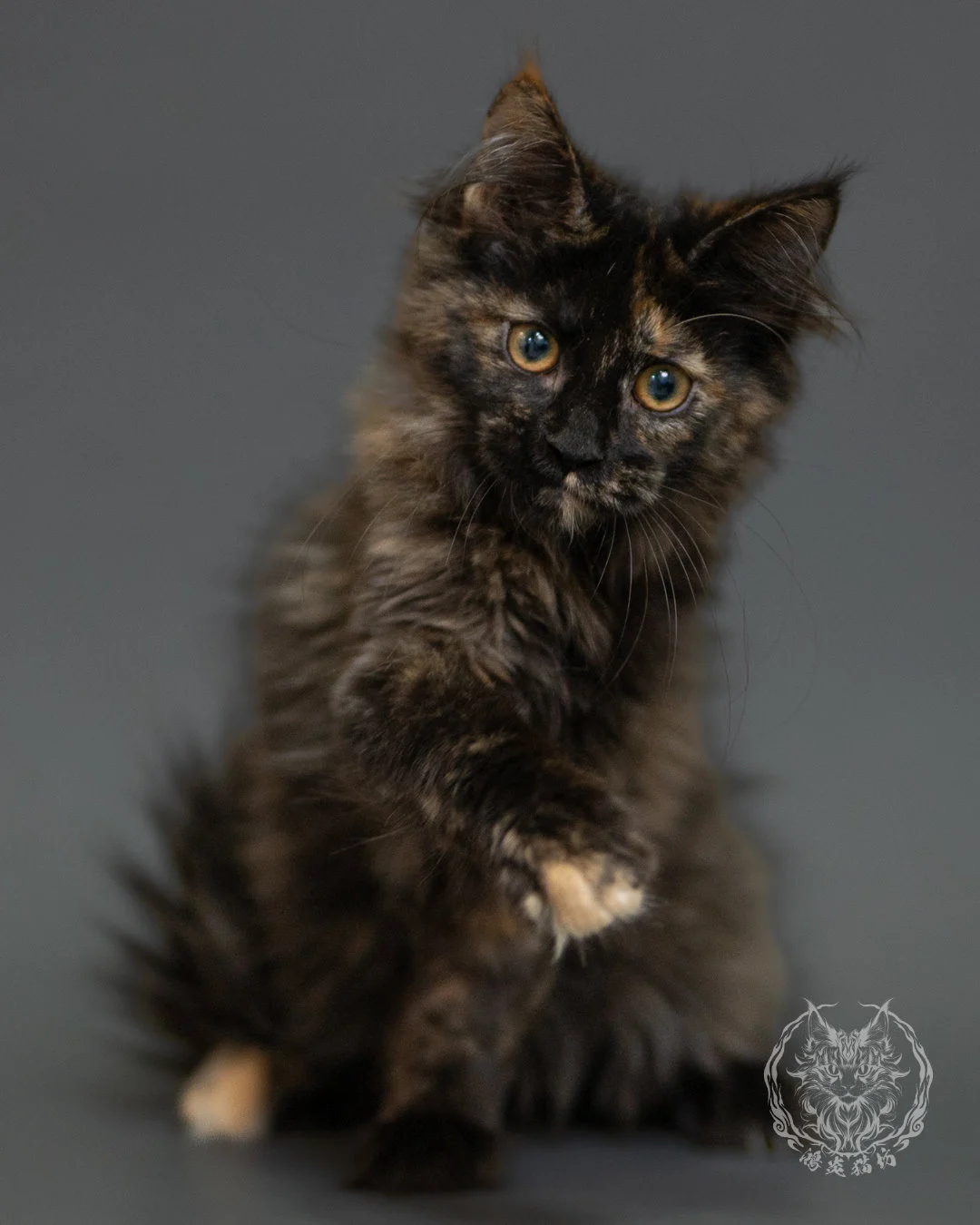 黑玳帽緬因貓 Tortoiseshell Maine Coon 3months Front 10