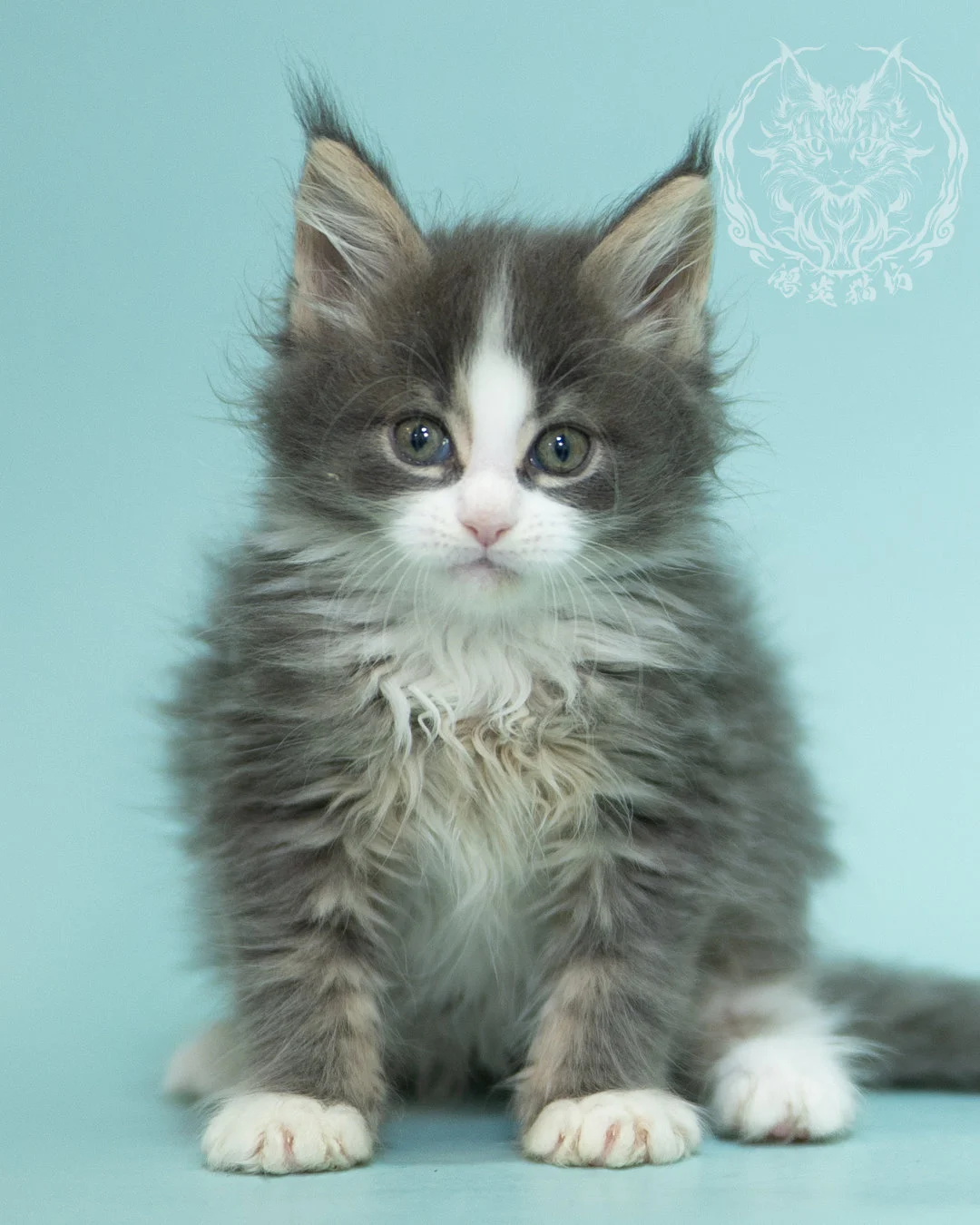 藍白賓士緬因貓 Blue Tabby Bicolor Maine Coon 2months Closeup 18