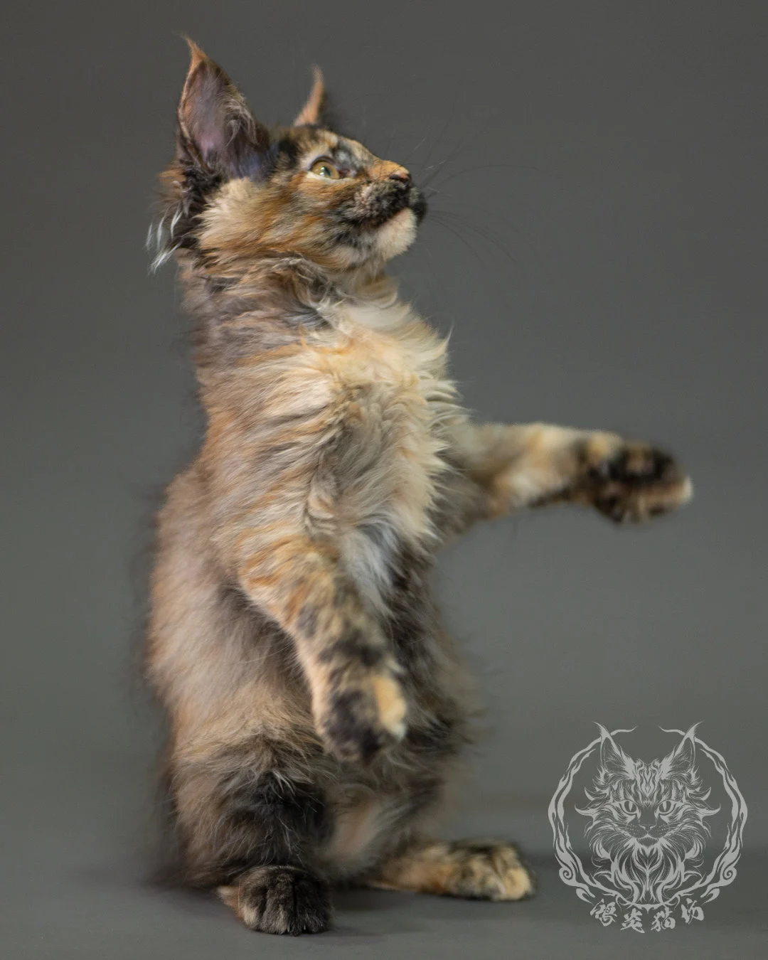 黑煙玳帽緬因貓 Black Smoke Tortie Maine Coon 2months Closeup 10