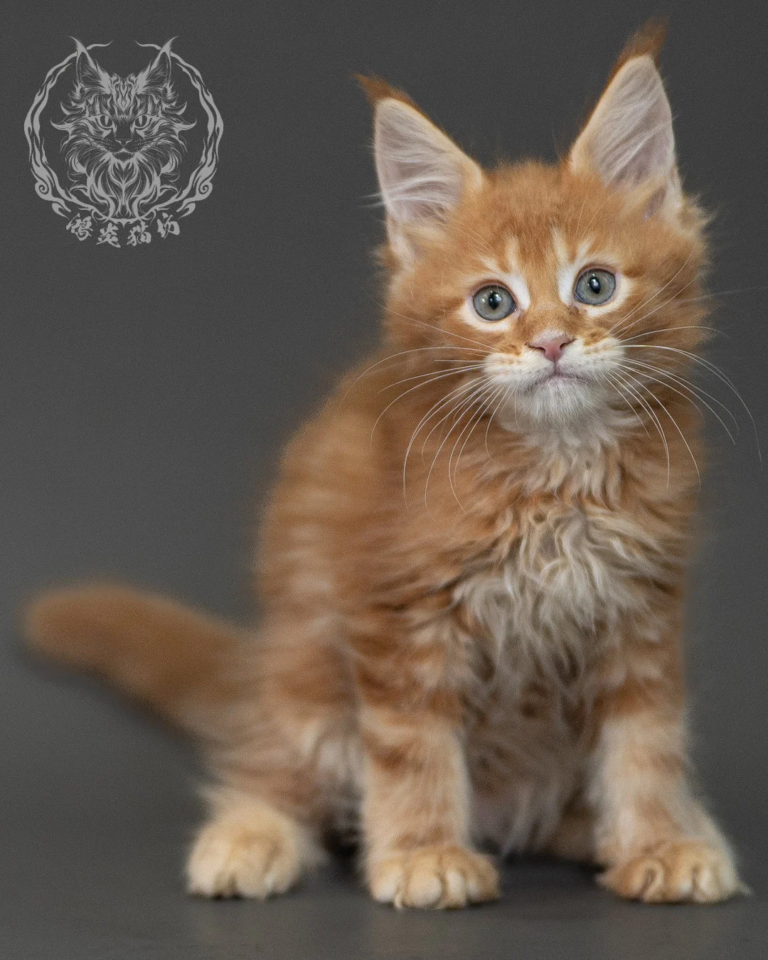 紅虎斑緬因貓 Red Tabby Maine Coon 2months Closeup 9