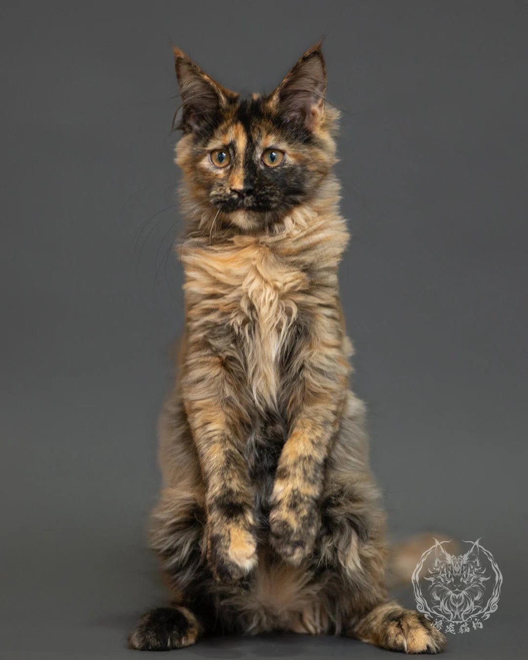 黑煙玳帽緬因貓 Black Smoke Cream Tortie Maine Coon 3months Record 15