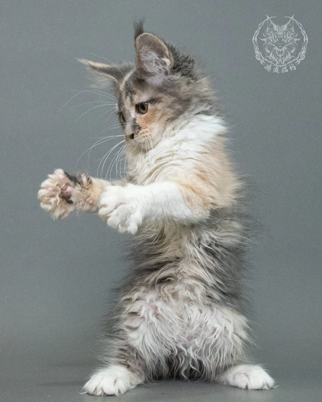 藍乳玳帽緬因貓 Blue Cream Tortie Maine Coon 3months Closeup 9