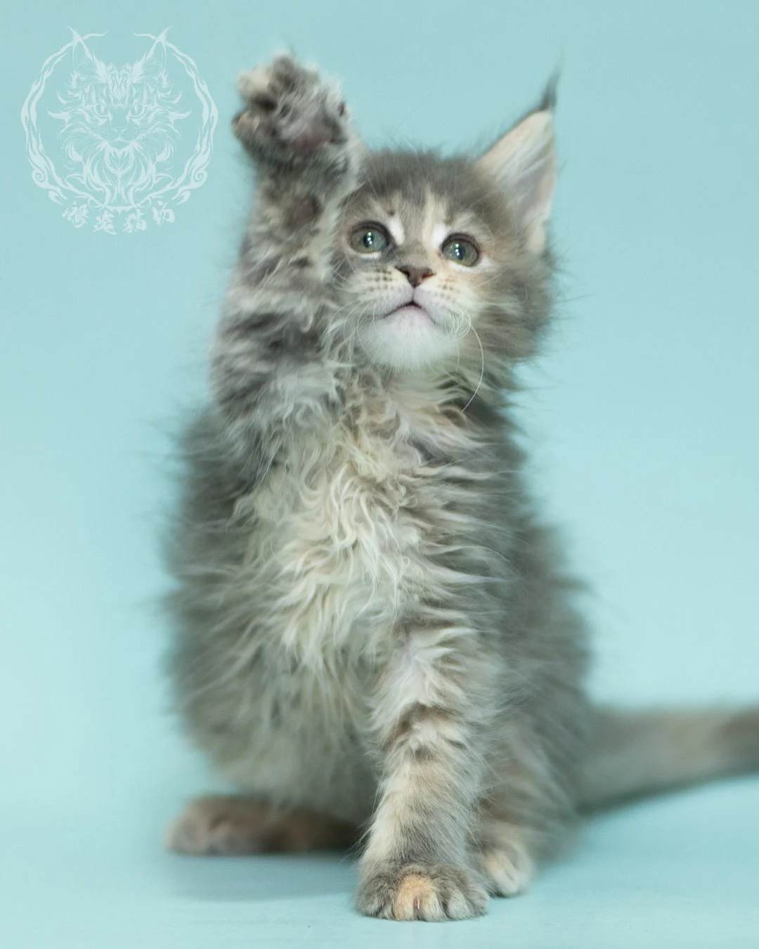 藍乳虎斑緬因貓 Blue Cream Tabby Maine Coon 2months Reachout 2
