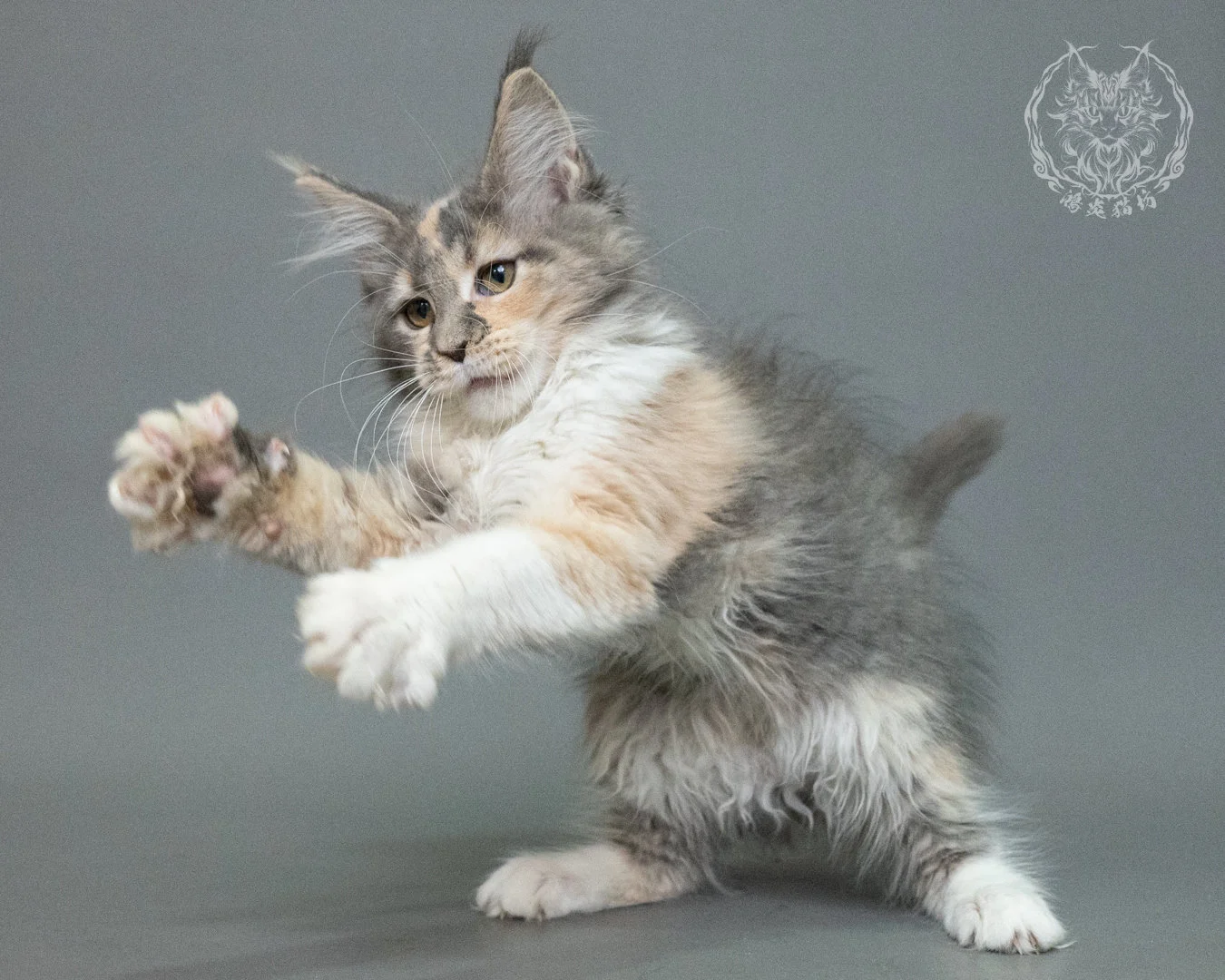藍乳玳帽緬因貓 Blue Cream Tortie Maine Coon 3months Closeup 18