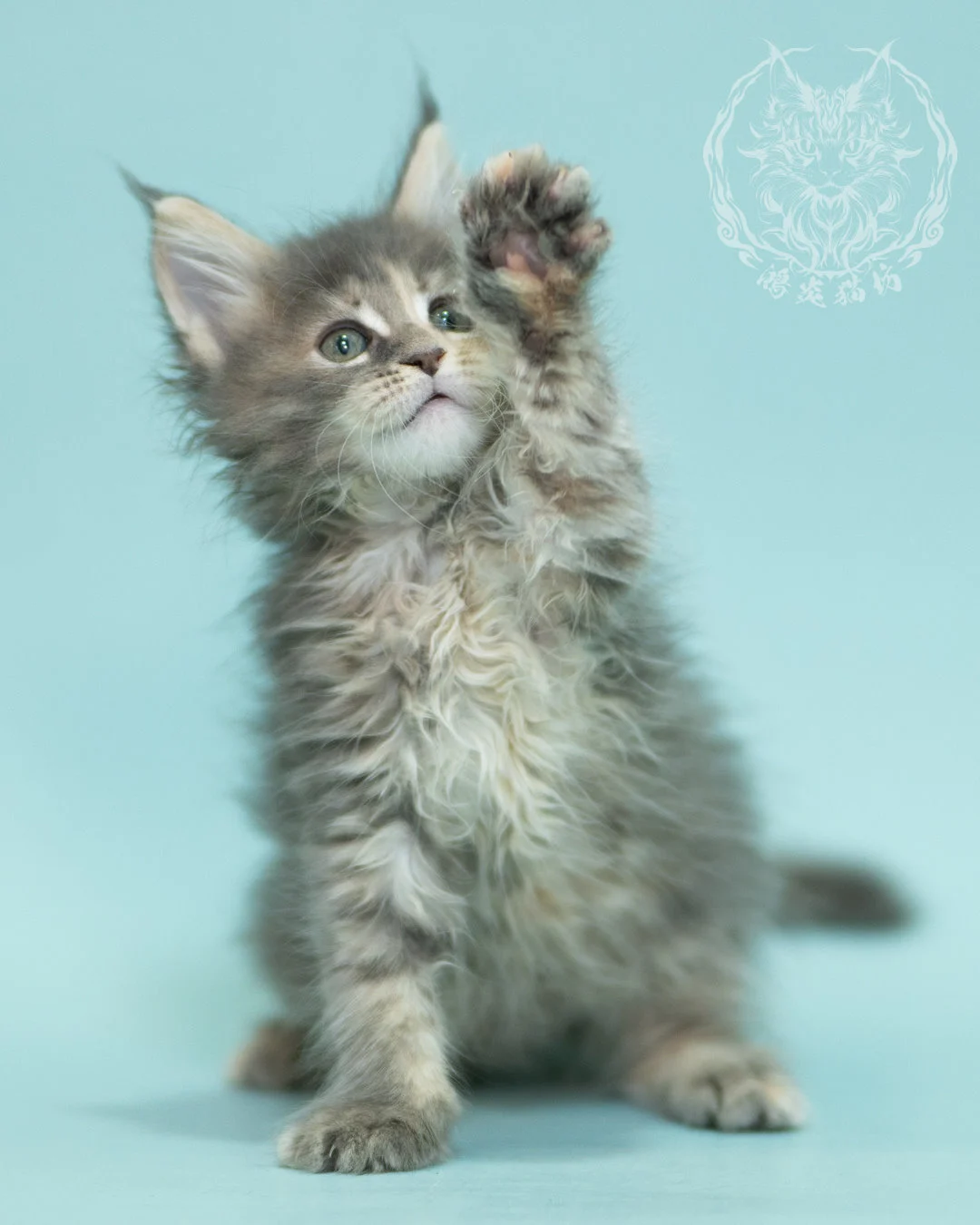 藍乳虎斑緬因貓 Blue Cream Tabby Maine Coon 2months Reachout 6