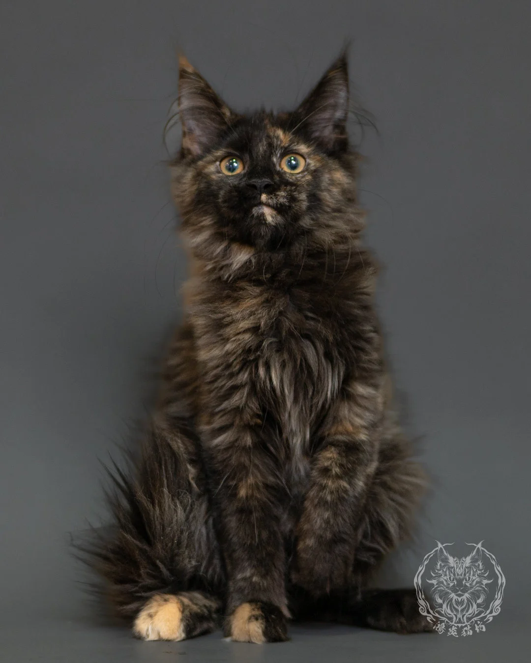 黑玳帽緬因貓 Tortoiseshell Maine Coon 3months Front 17