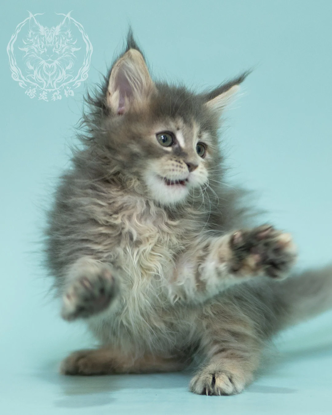 藍乳虎斑緬因貓 Blue Cream Tabby Maine Coon 2months Reachout 10
