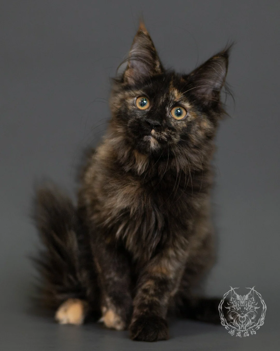 黑玳帽緬因貓 Tortoiseshell Maine Coon 3months Front 8
