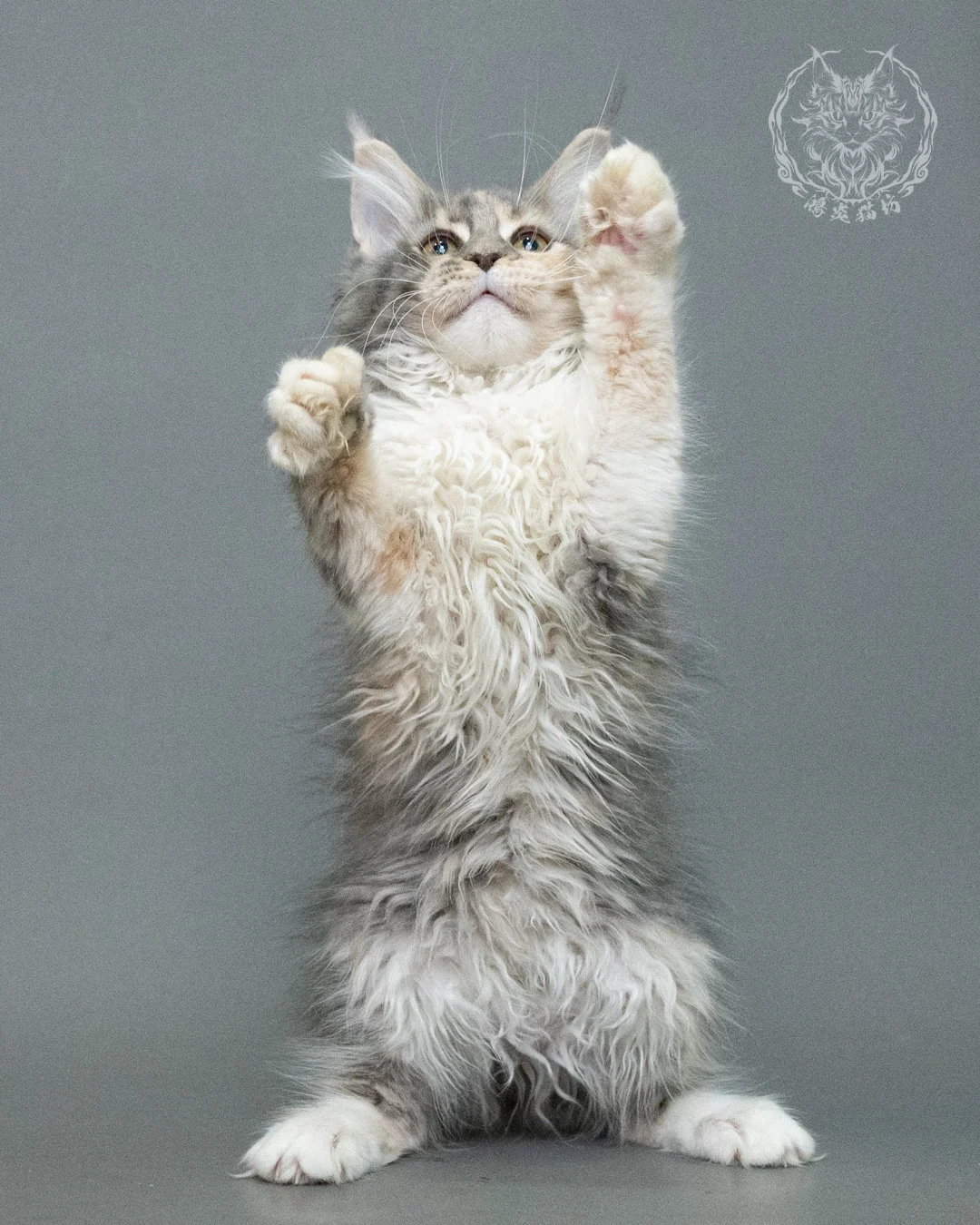 藍乳玳帽緬因貓 Blue Cream Tortie Maine Coon 3months Closeup 10