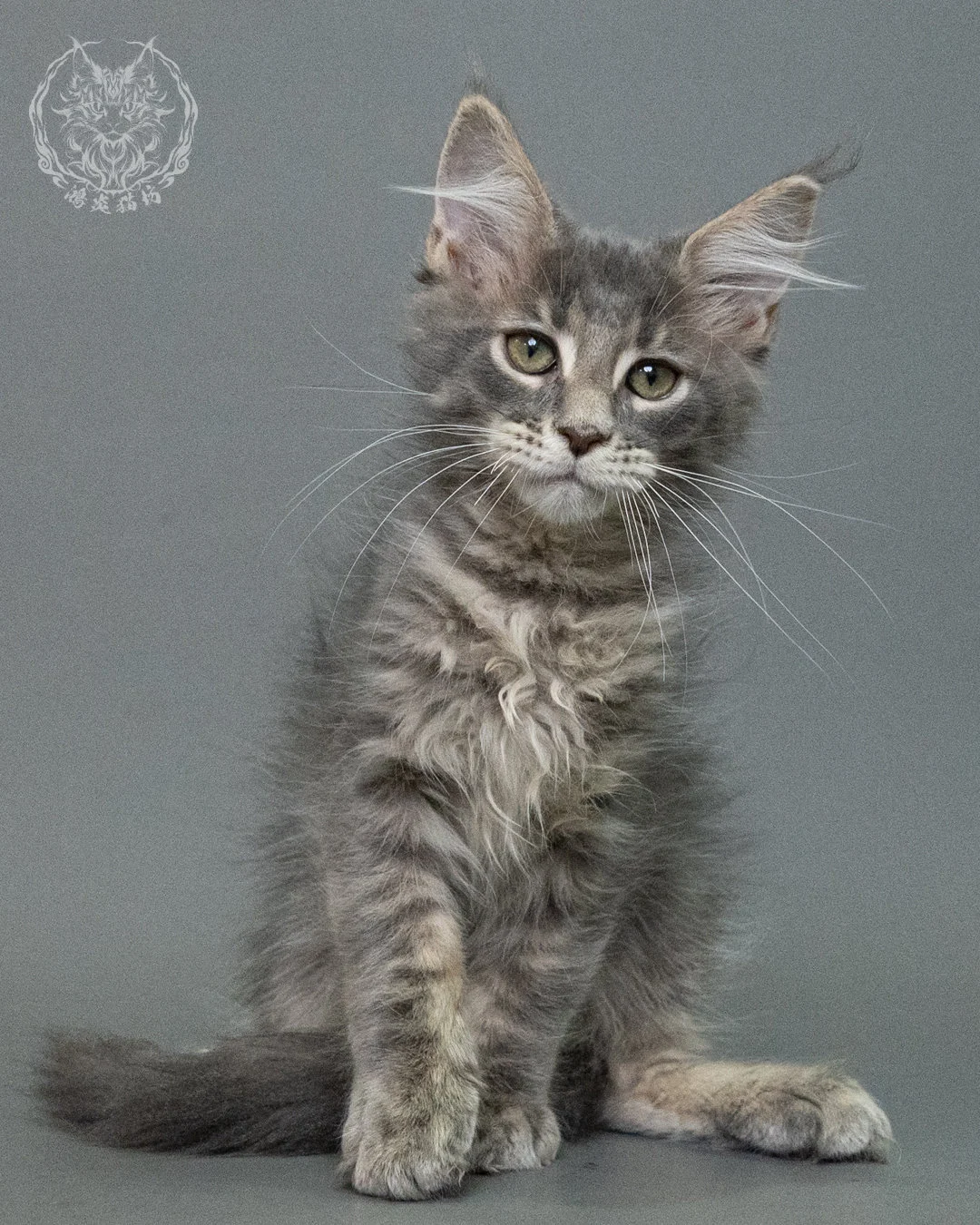 藍虎斑緬因貓 Blue Tabby Maine Coon 3months Closeup 6