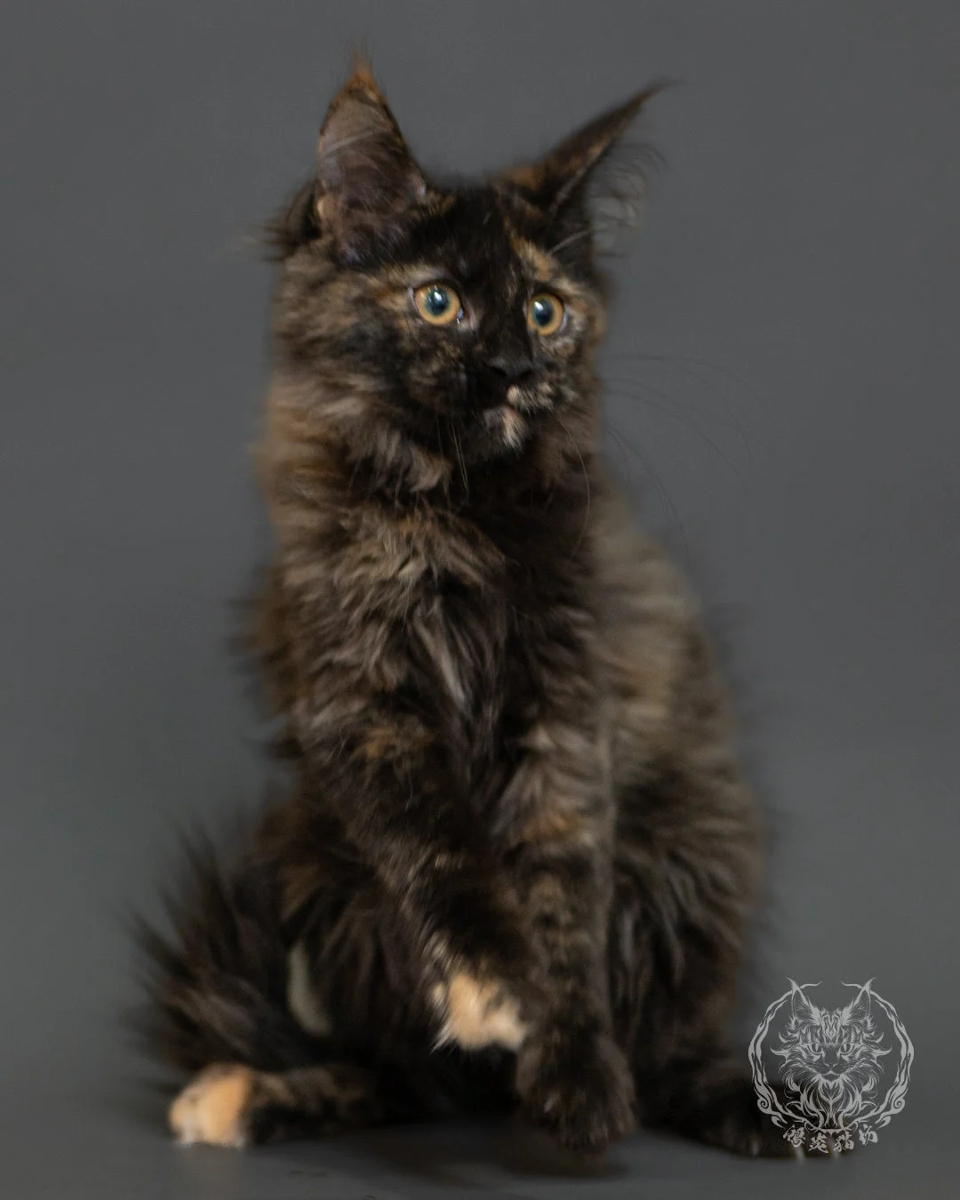 黑玳帽緬因貓 Tortoiseshell Maine Coon 3months Front 18