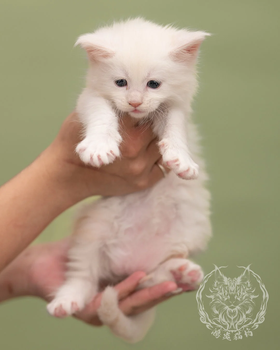 紅陰影緬因貓 Red Shaded Maine Coon 4weeks Closeup 3