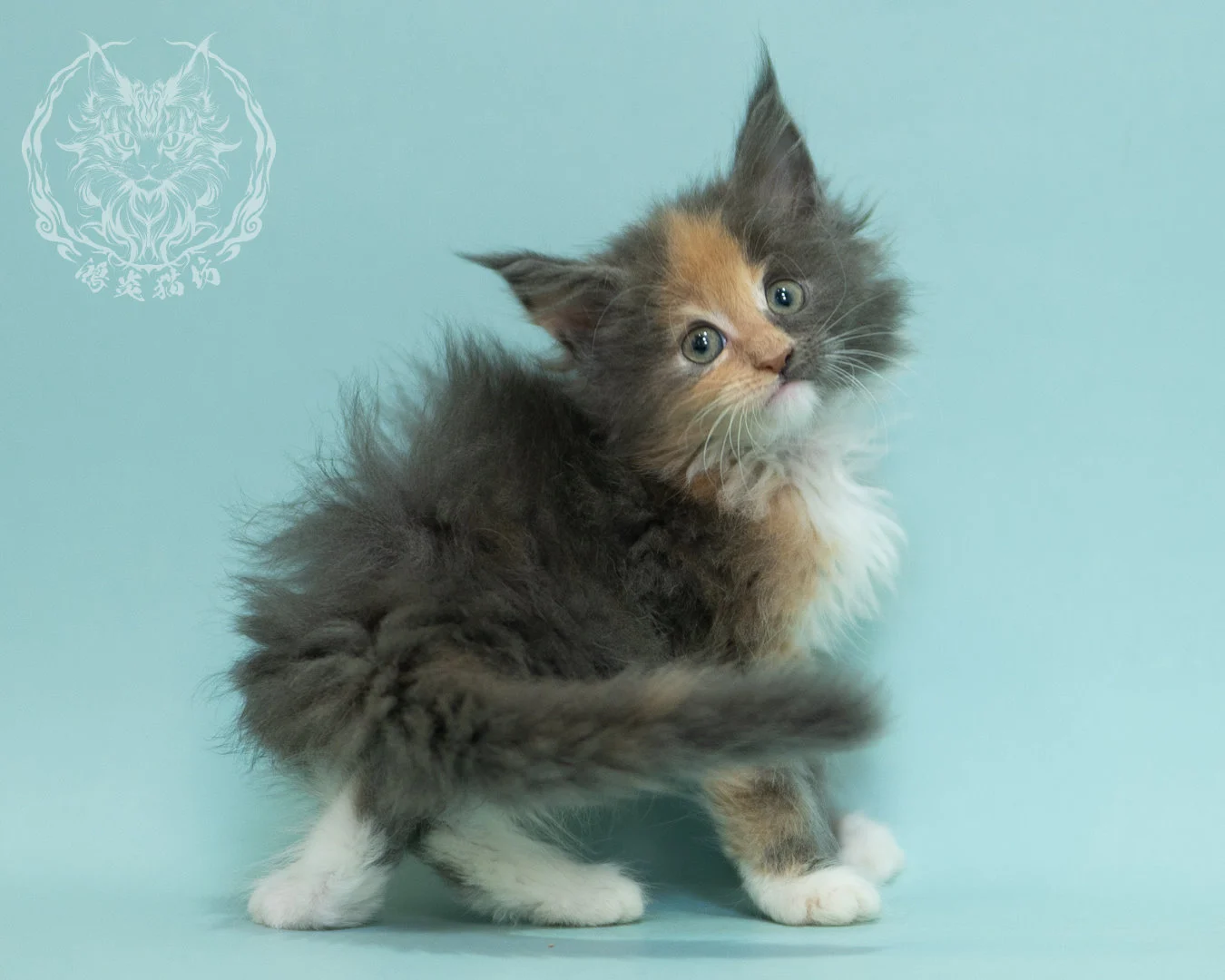 藍乳玳帽緬因貓 Blue Cream Tortie Maine Coon 2months Sidepose 9