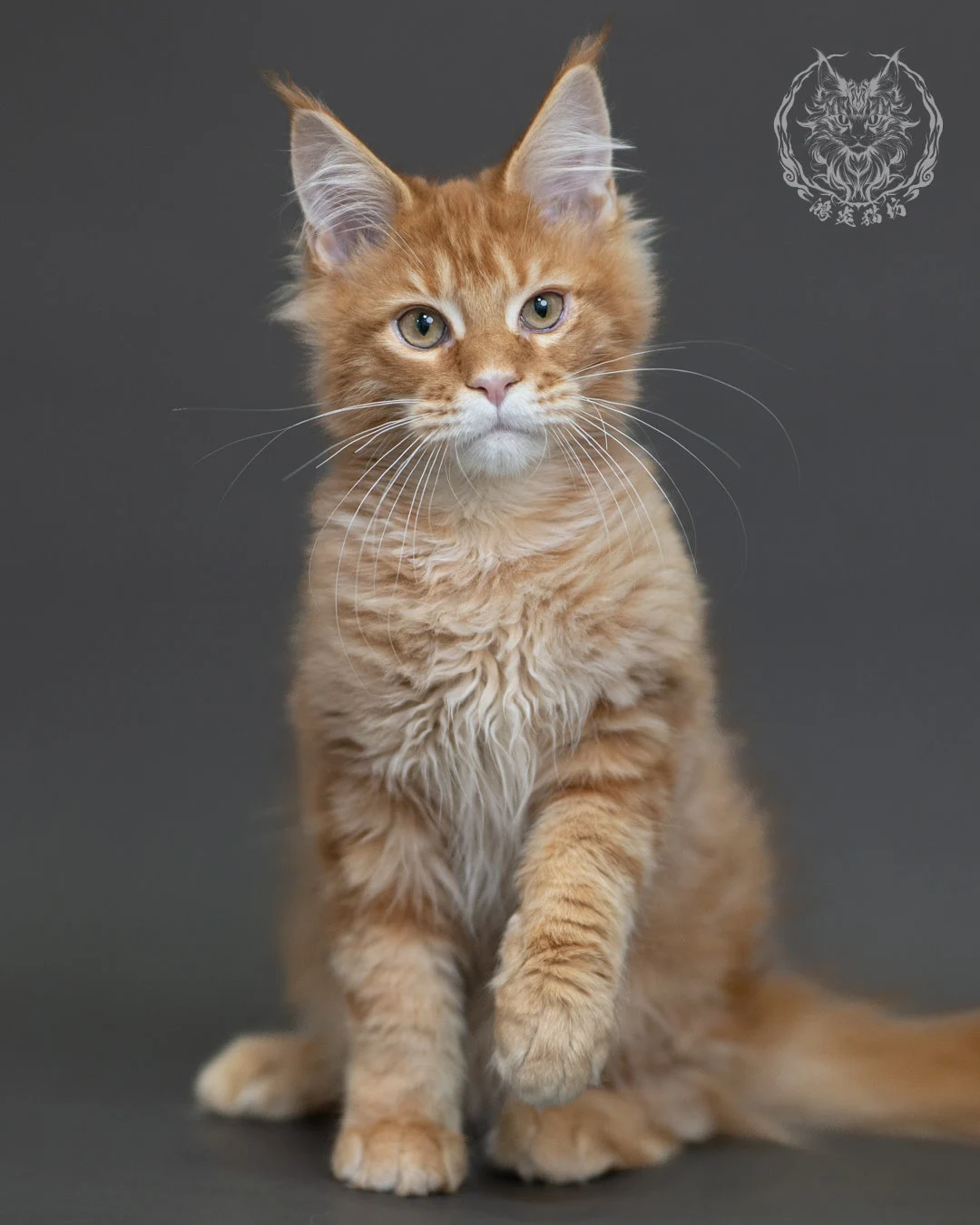 紅虎斑緬因貓 Red Tabby Maine Coon 4halfmonths Cattery Taichung 1