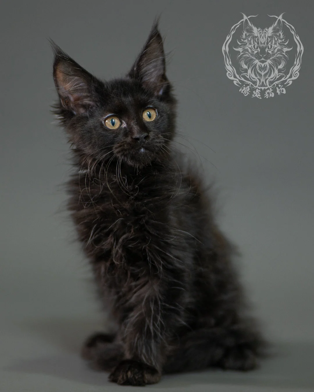 黑色緬因貓 Black Maine Coon 2months Closeup 1