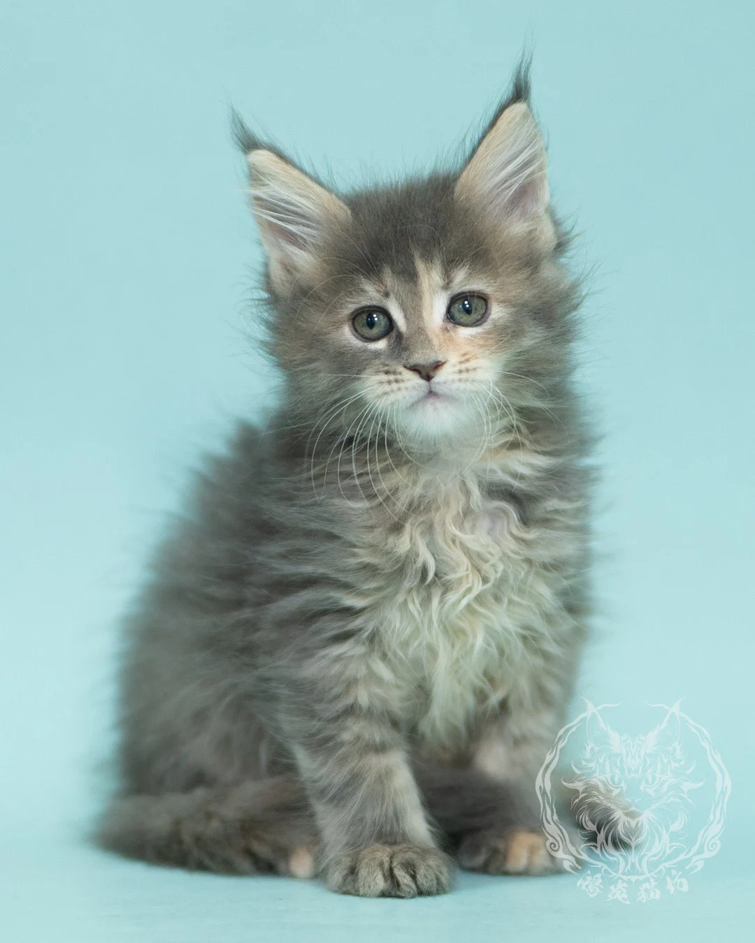 藍乳虎斑緬因貓 Blue Cream Tabby Maine Coon 2months Reachout 16