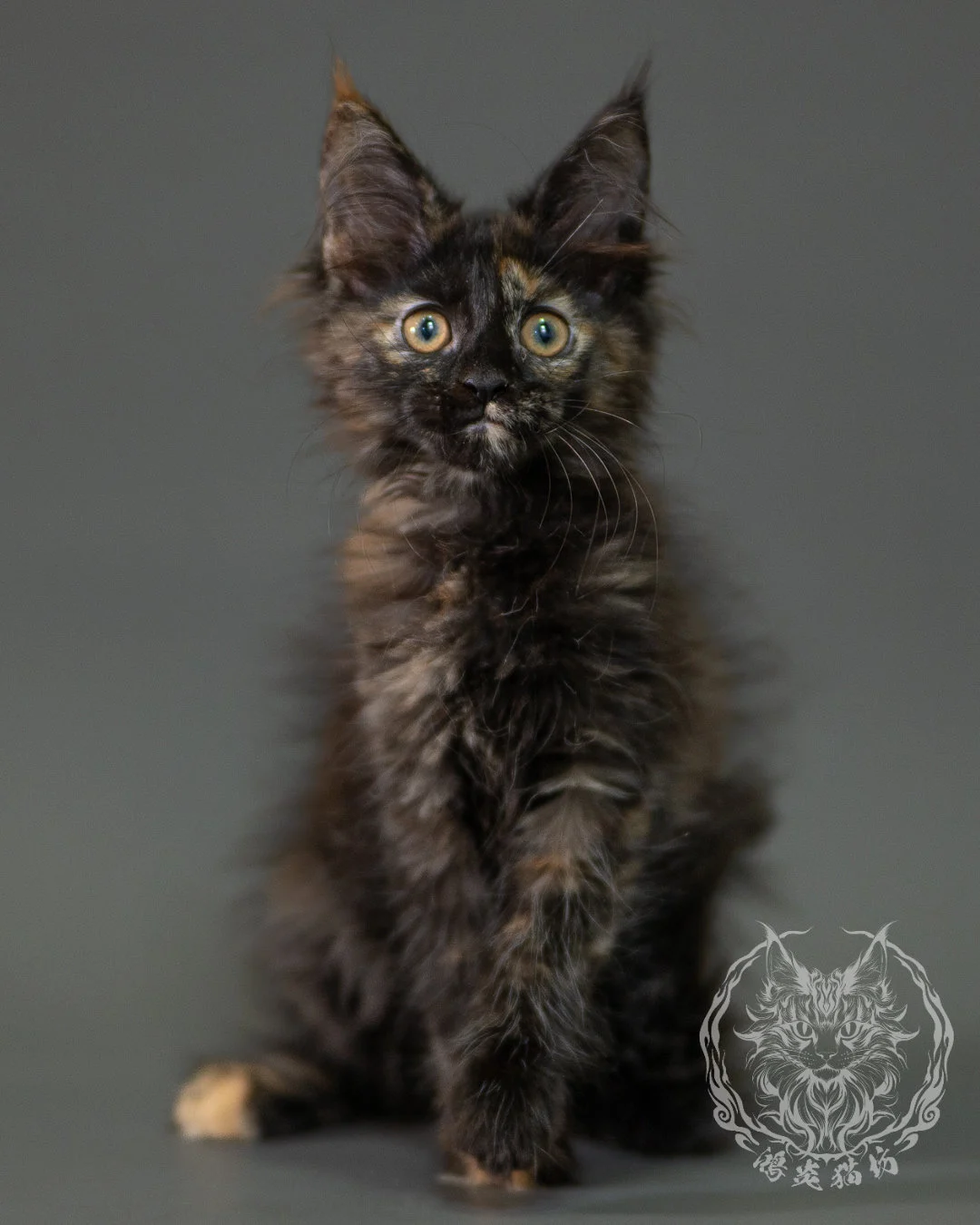 黑玳帽緬因貓 Black Tortoiseshell Maine Coon 2months Closeup 4