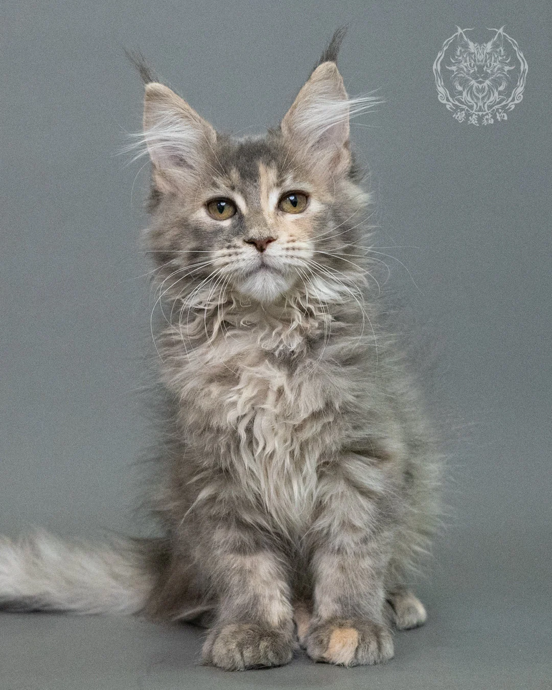 藍乳虎斑緬因貓 Blue Cream Tabby Maine Coon 3months Closeup 4
