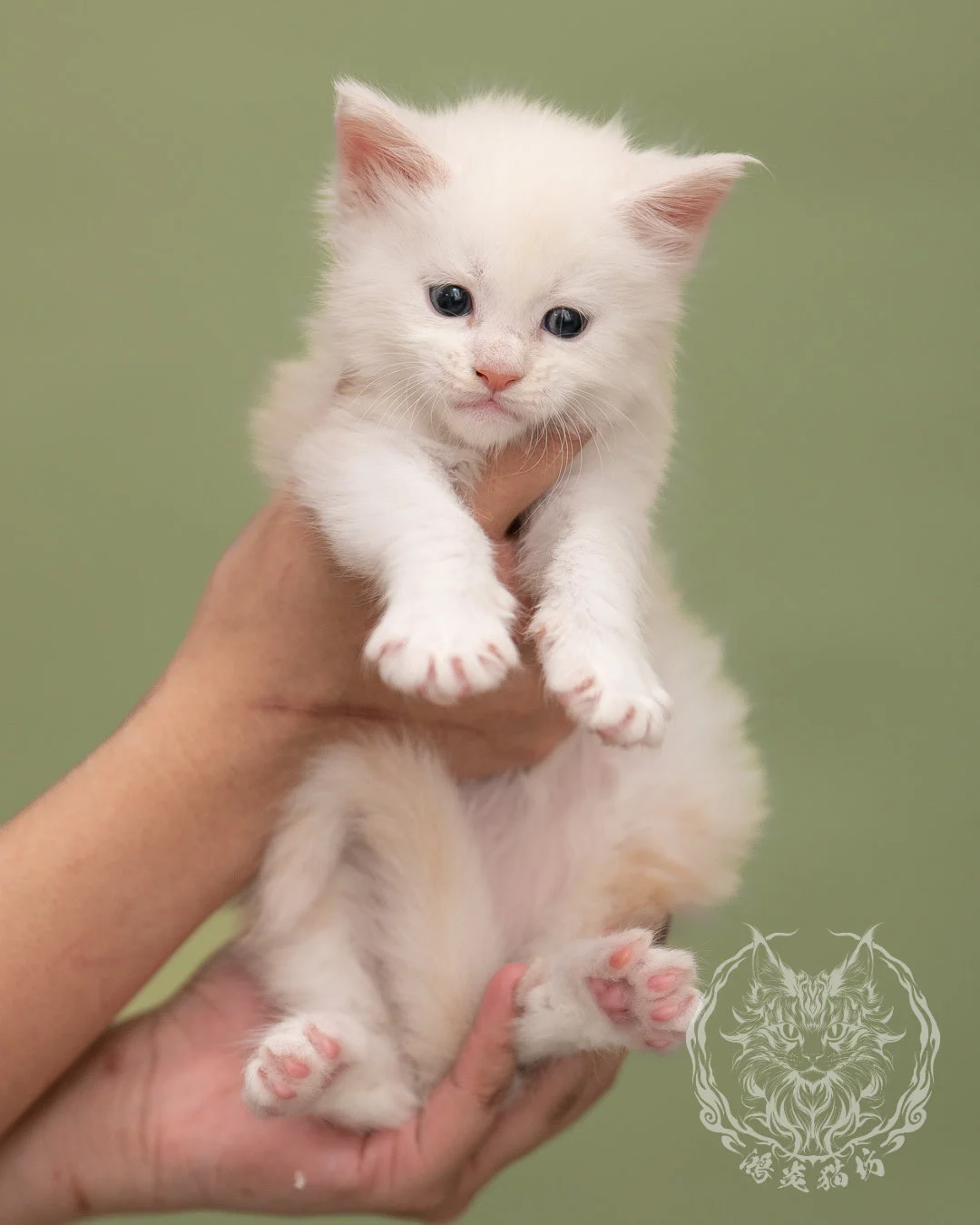 紅陰影緬因貓 Red Shaded Maine Coon 4weeks Closeup 9