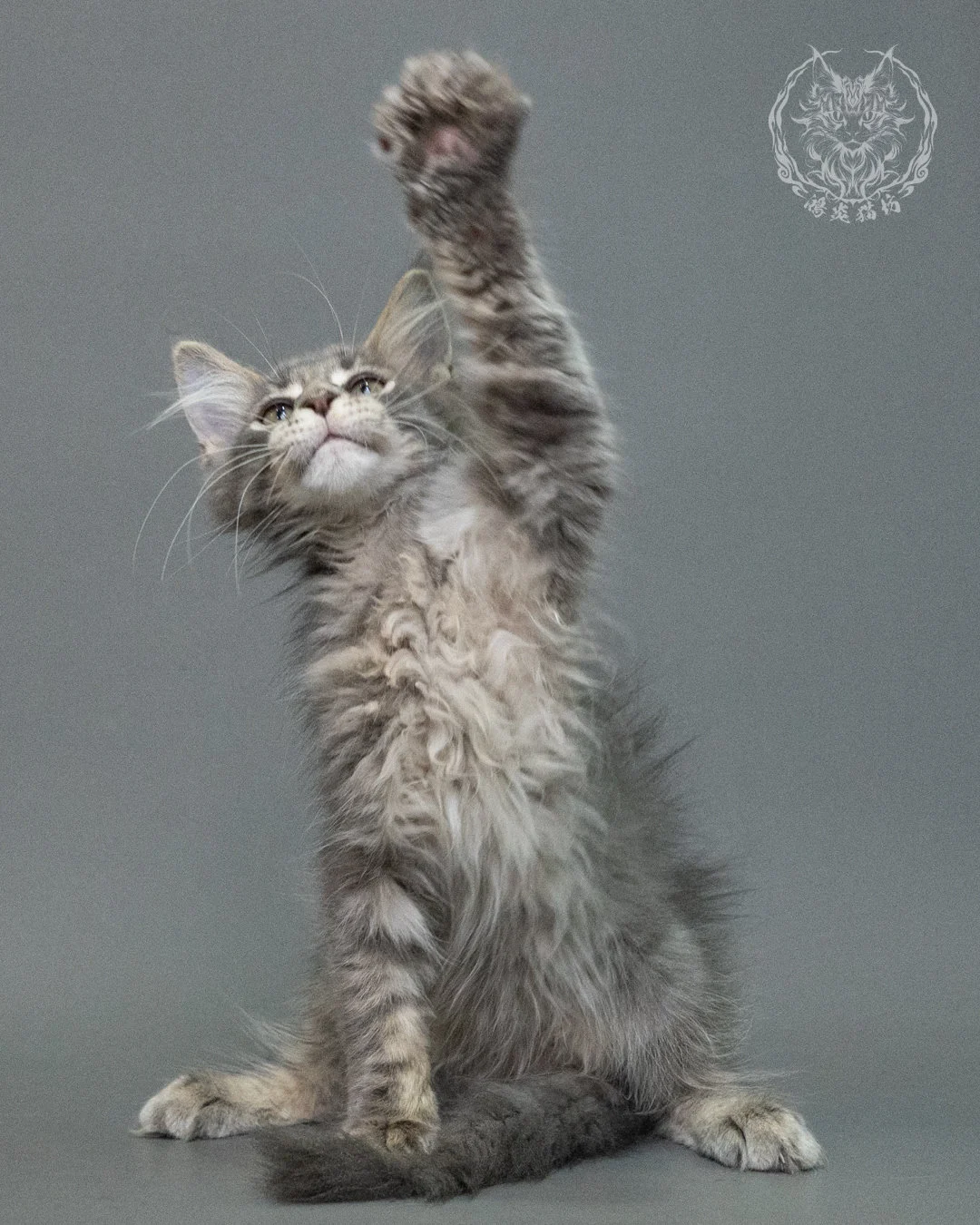 藍虎斑緬因貓 Blue Tabby Maine Coon 3months Closeup 8