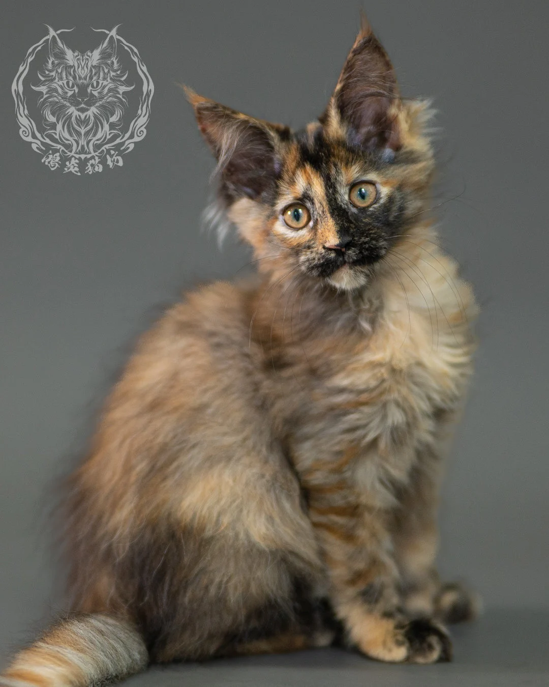黑煙玳帽緬因貓 Black Smoke Tortie Maine Coon 2months Closeup 19